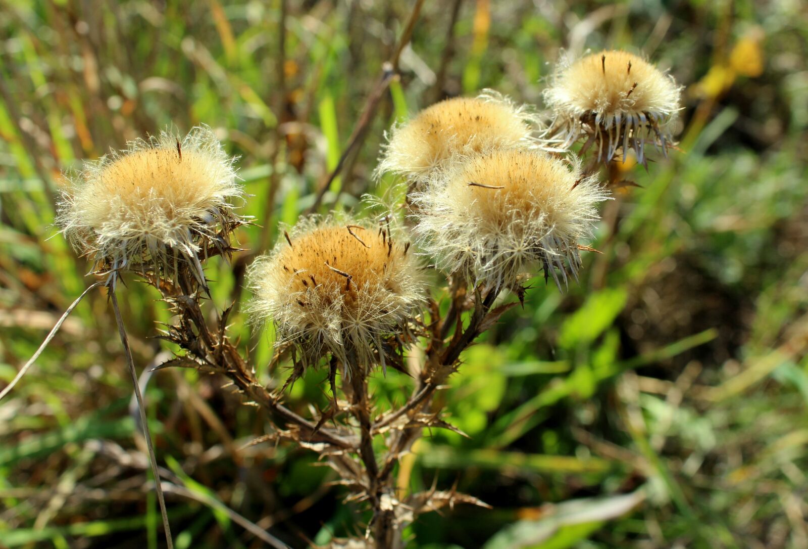 Canon EOS 1200D (EOS Rebel T5 / EOS Kiss X70 / EOS Hi) sample photo. Thistle, dry, meadow photography