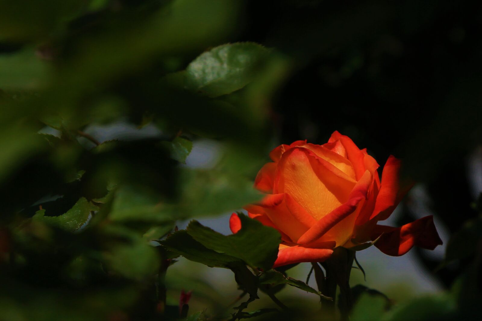 Canon EOS 5D Mark III sample photo. Rose, red, spring photography