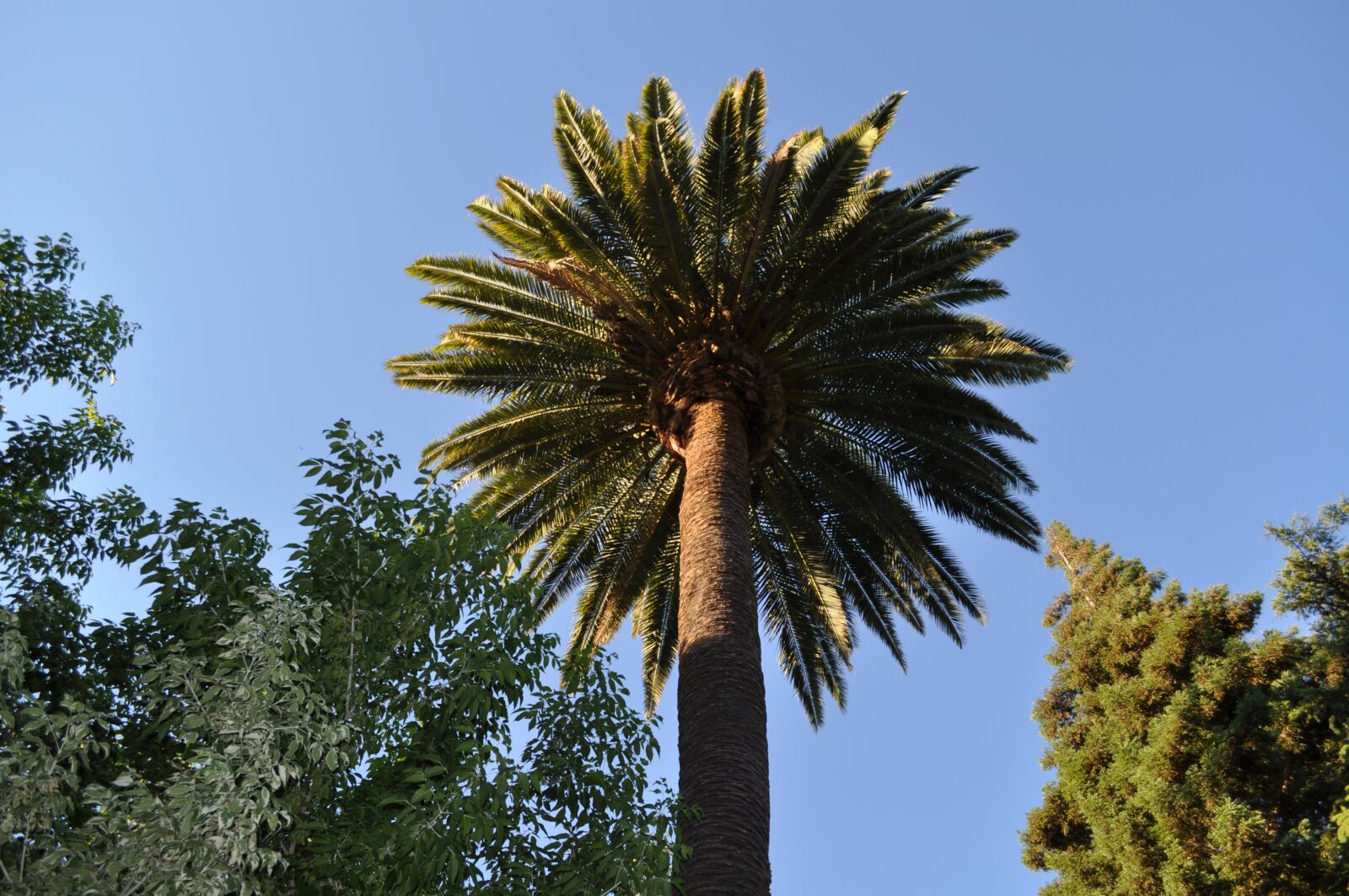Nikon D5000 sample photo. Palm, palm tree, sky photography