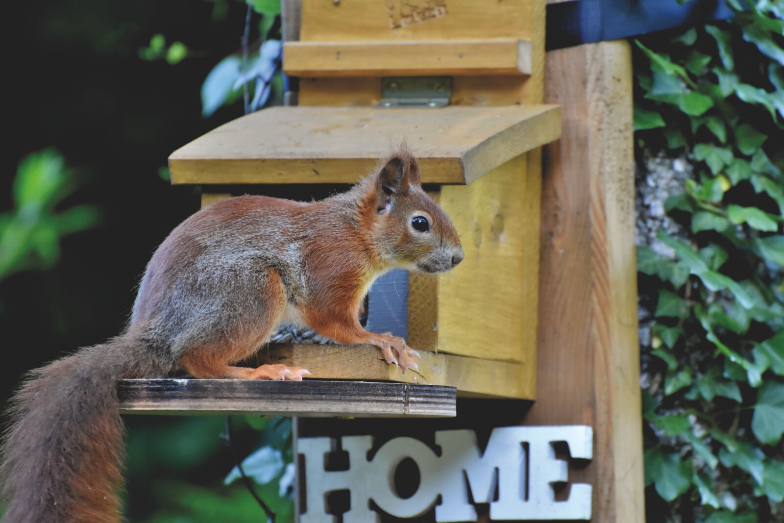 Nikon D7200 sample photo. Squirrel, verifiable kitten, rodent photography