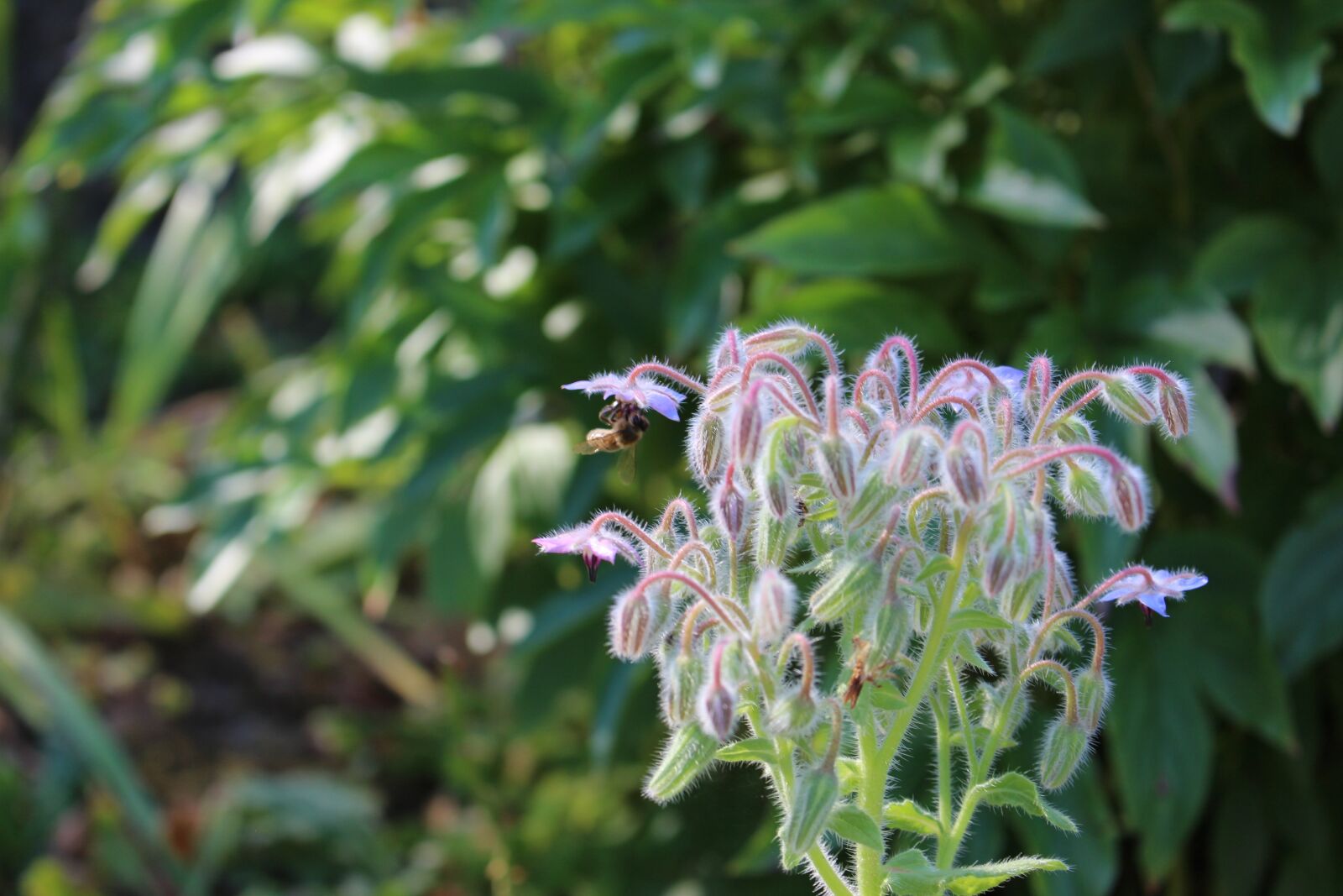 Canon EOS 700D (EOS Rebel T5i / EOS Kiss X7i) sample photo. Bee, flowers, green photography