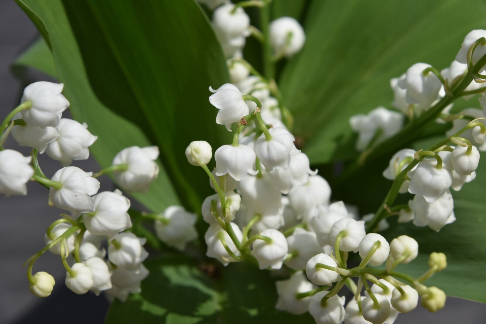 Nikon D5600 sample photo. Nature, flower, plant photography