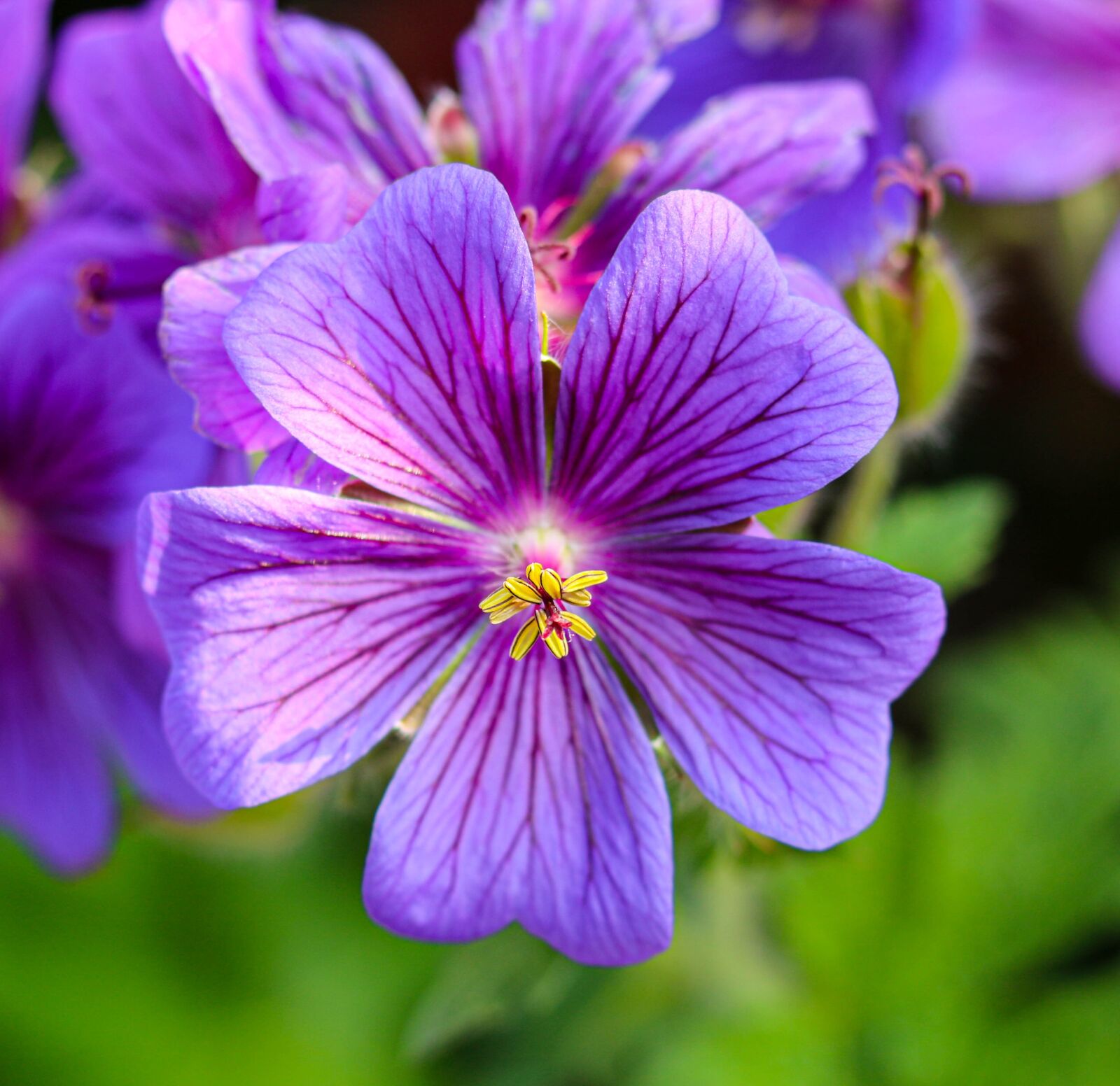 Canon EOS 750D (EOS Rebel T6i / EOS Kiss X8i) + Canon EF 50mm F1.8 STM sample photo. Flowers, purple, flower photography