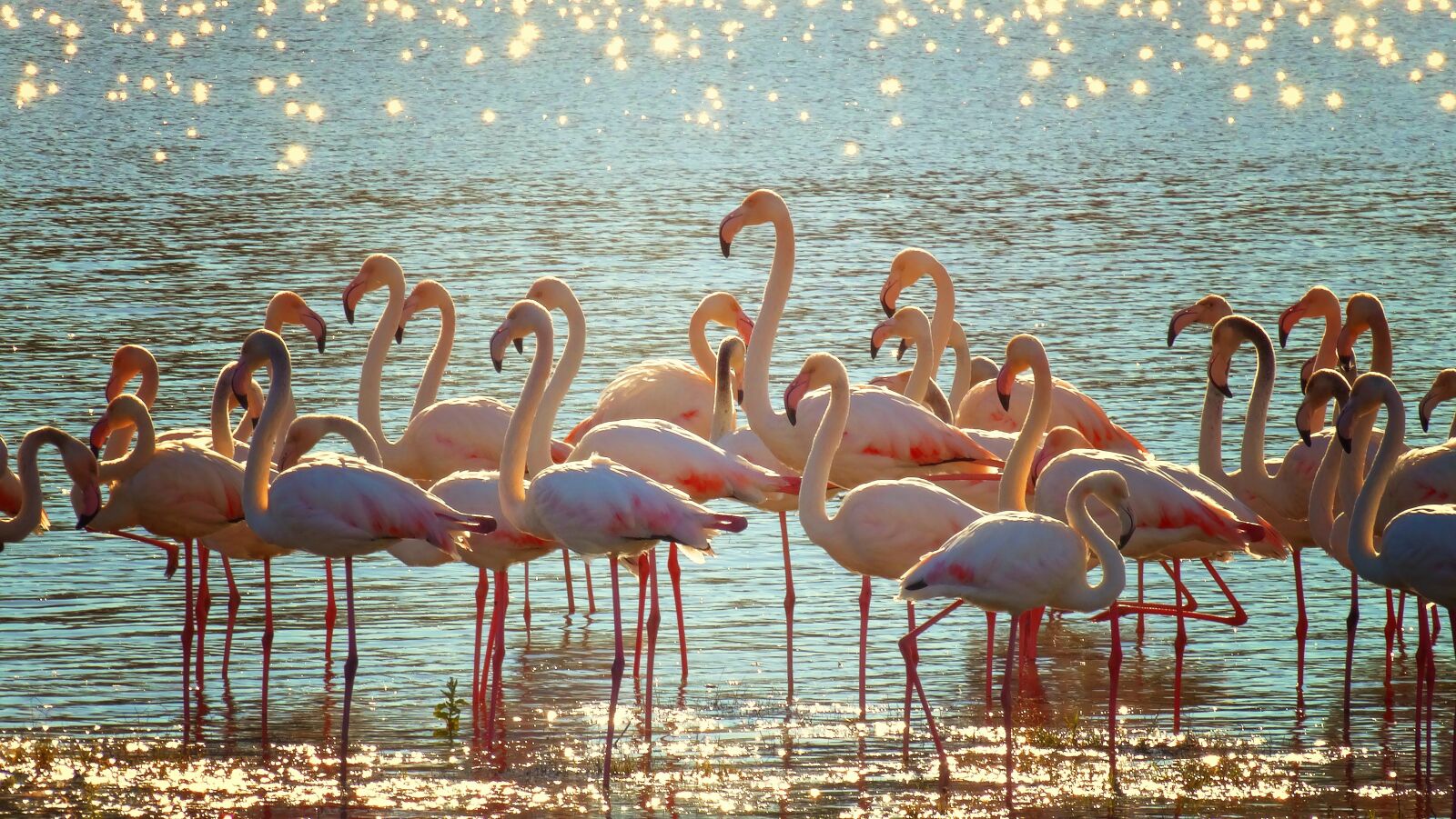 Sony Cyber-shot DSC-HX300 sample photo. Flamingos, lake, shimmer photography