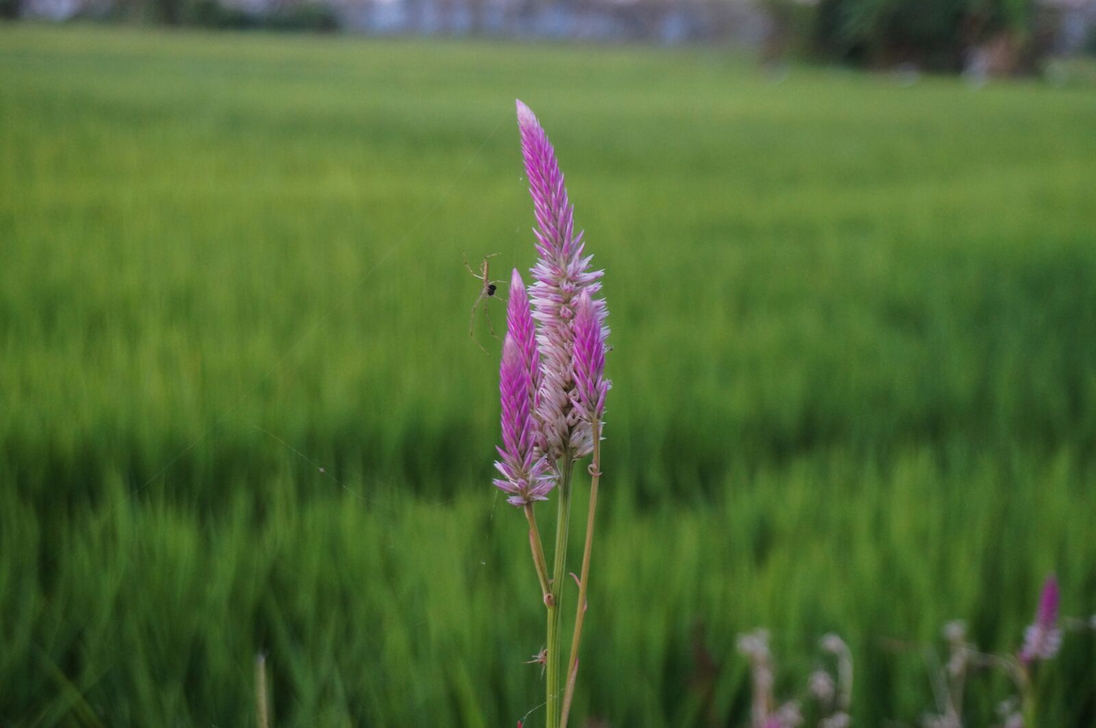 Sony Alpha NEX-3N sample photo. Nature, flower, wild flower photography
