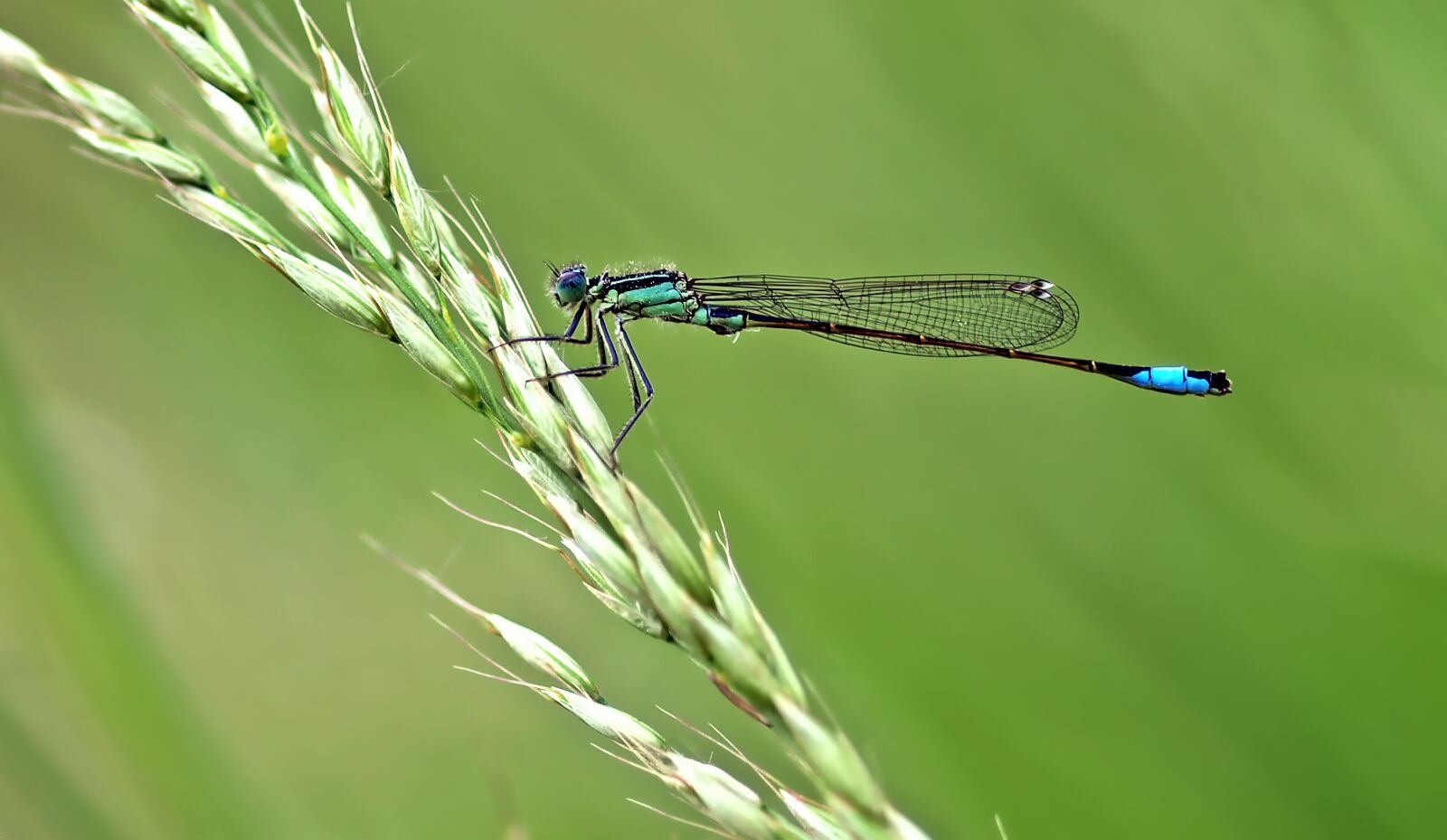 Olympus E-450 (EVOLT E-450) sample photo. Dragonfly, unlucky dragonfly, ischnura photography