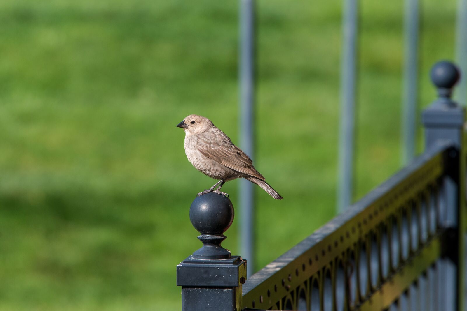 Nikon D800 sample photo. Birds, house, finch photography