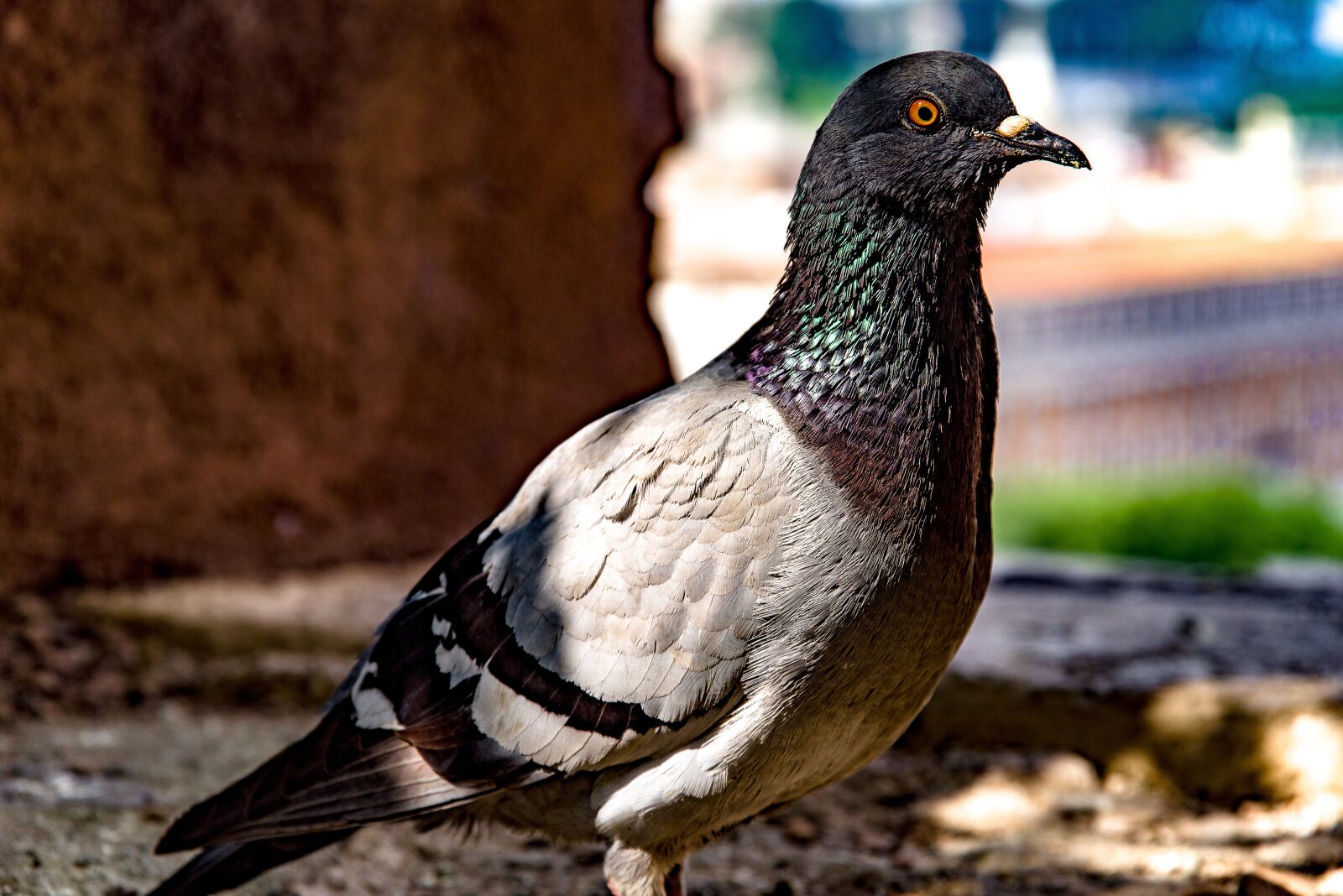 Pentax K-1 Mark II sample photo. Pigeon, dove, bird photography