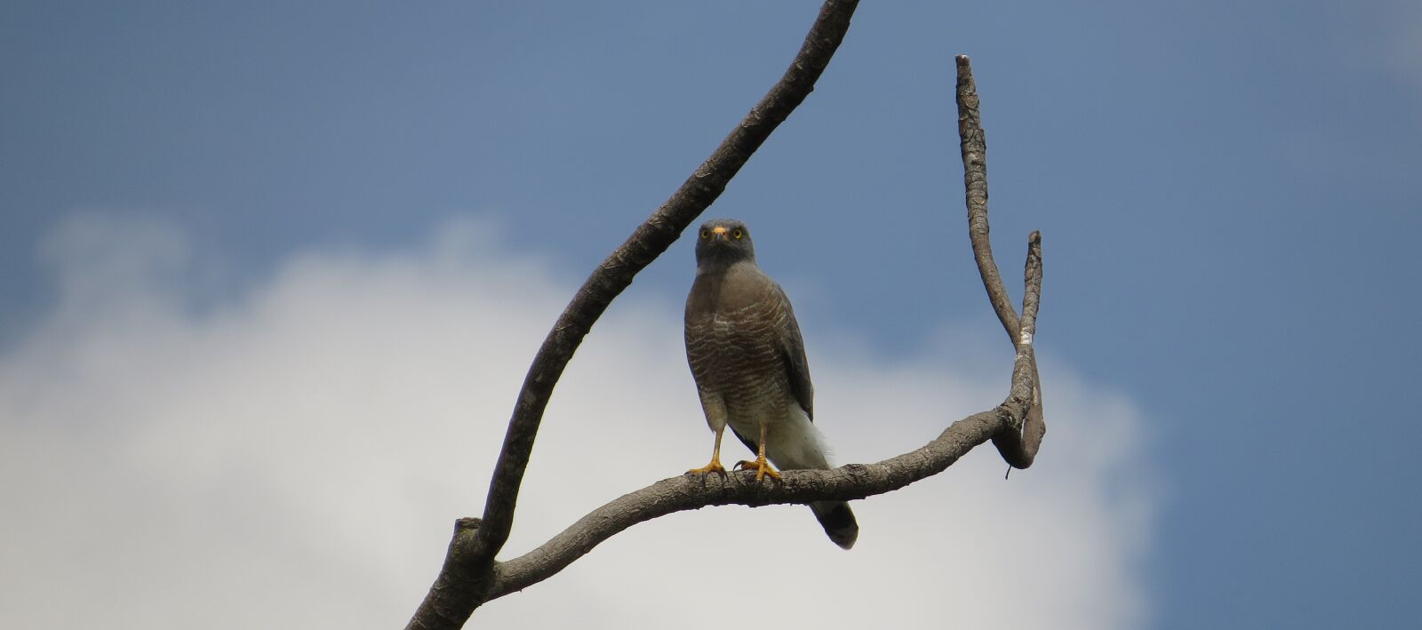 Canon PowerShot SX50 HS sample photo. Fauna, ave, aguilucha photography