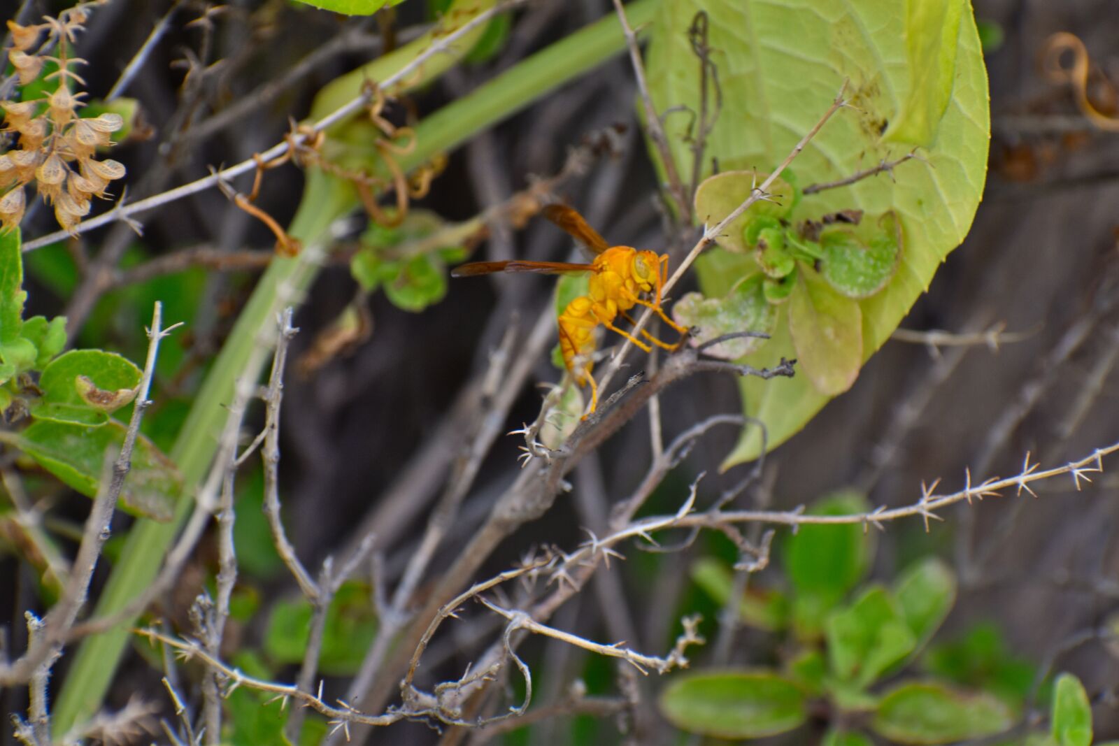 Nikon D5600 sample photo. Paper wasp, ropalidia marginata photography