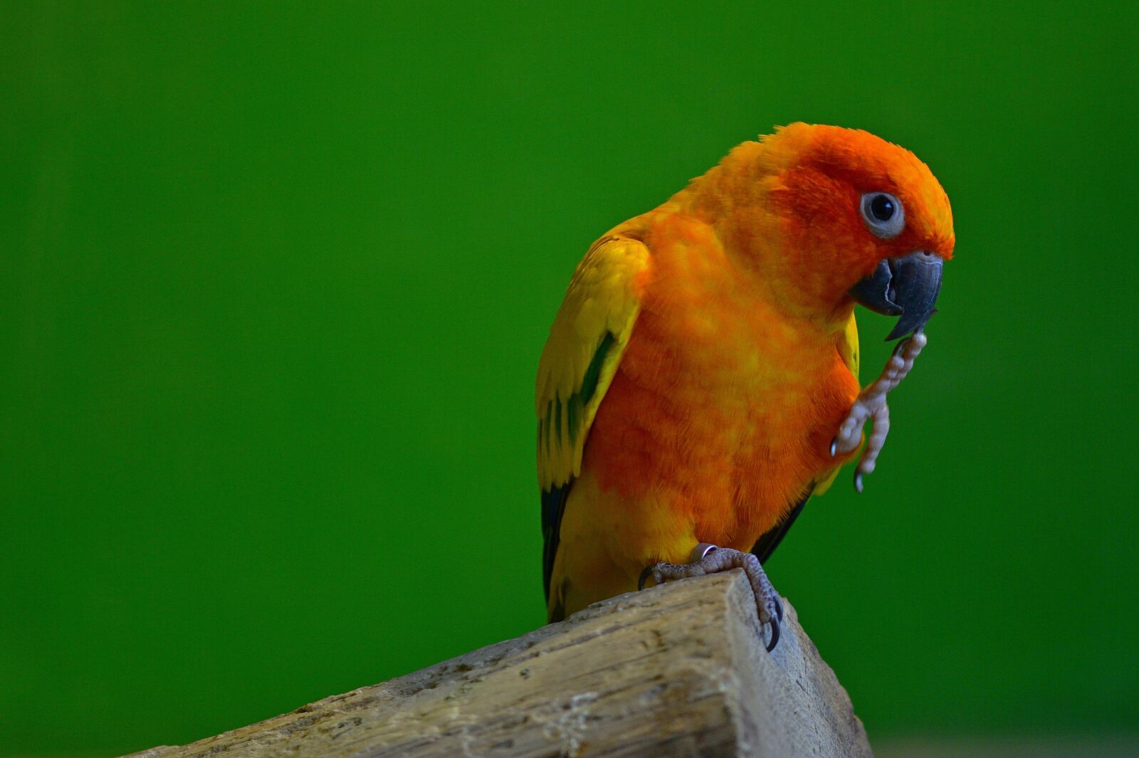 Nikon D5200 sample photo. Animal world, parakeet, bird photography