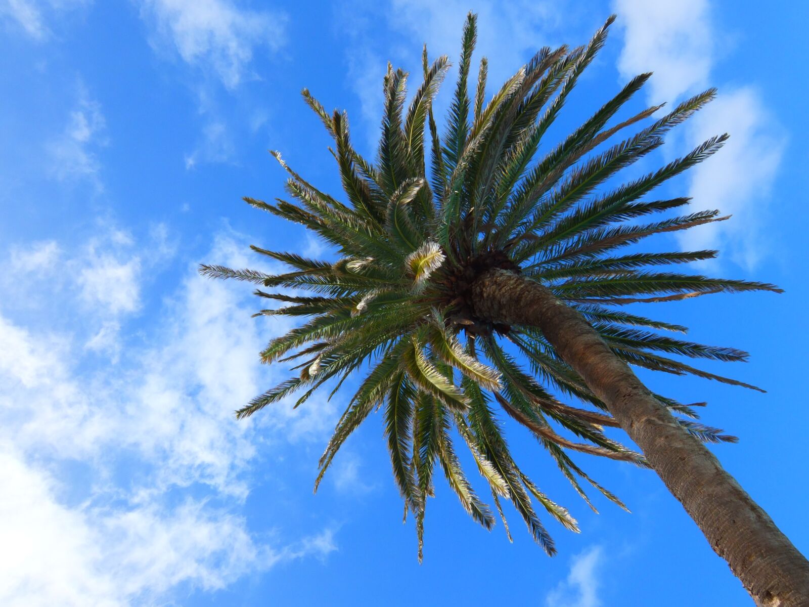 Fujifilm XF1 sample photo. Palm tree, tree, tropical photography
