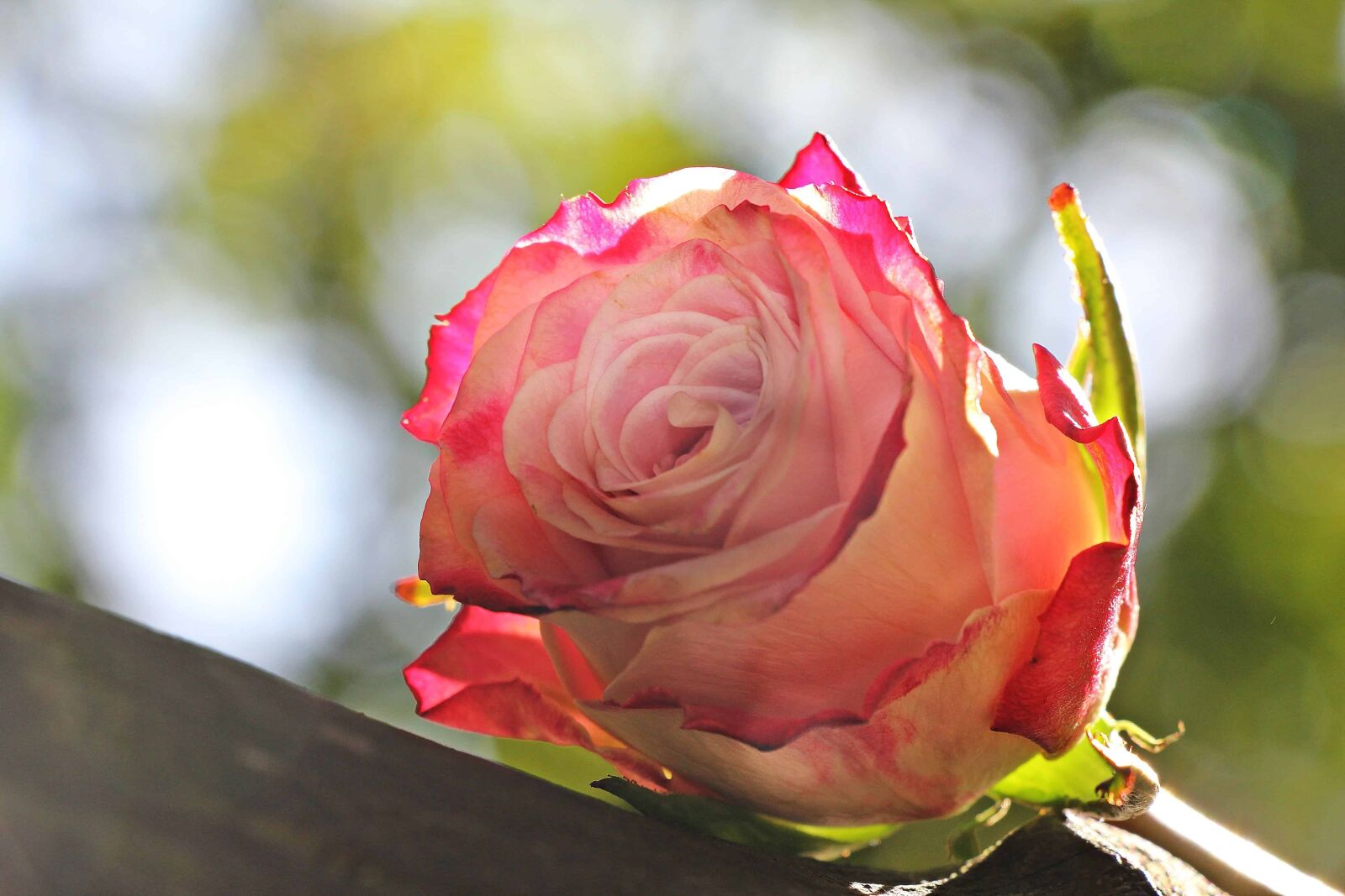 Canon EOS 550D (EOS Rebel T2i / EOS Kiss X4) sample photo. Flower, petal, nature, rose photography