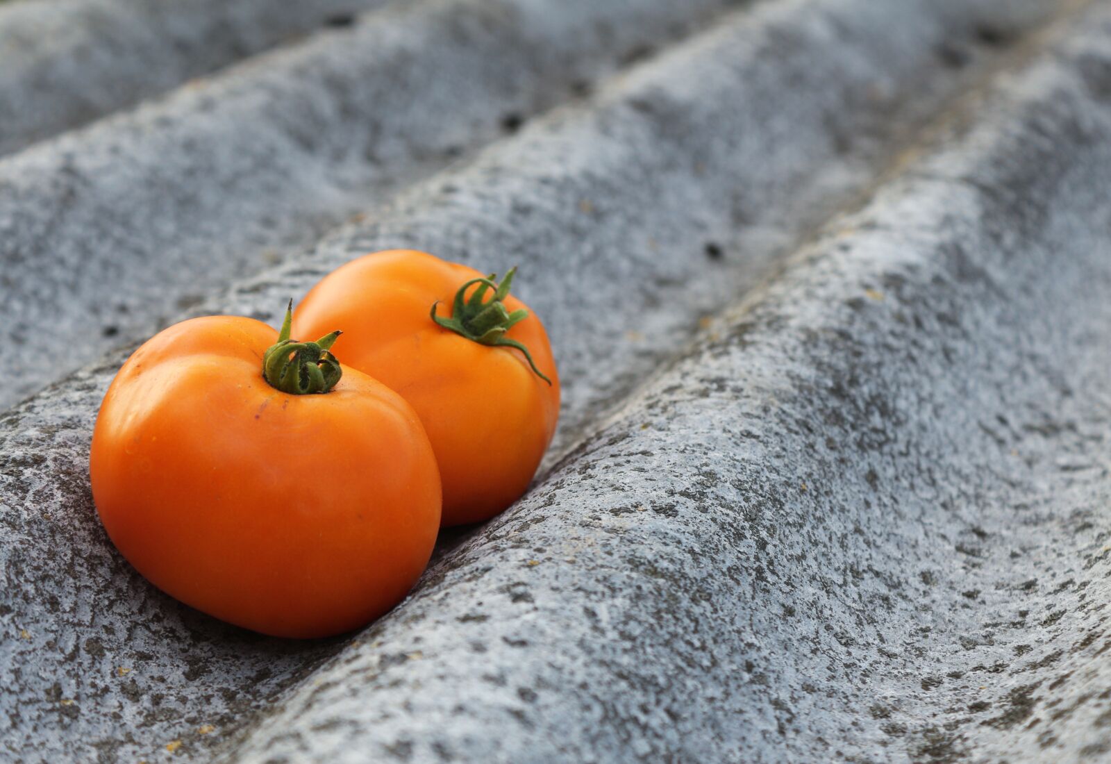 Canon EOS 650D (EOS Rebel T4i / EOS Kiss X6i) sample photo. Tomatoes, vegetables, harvest photography