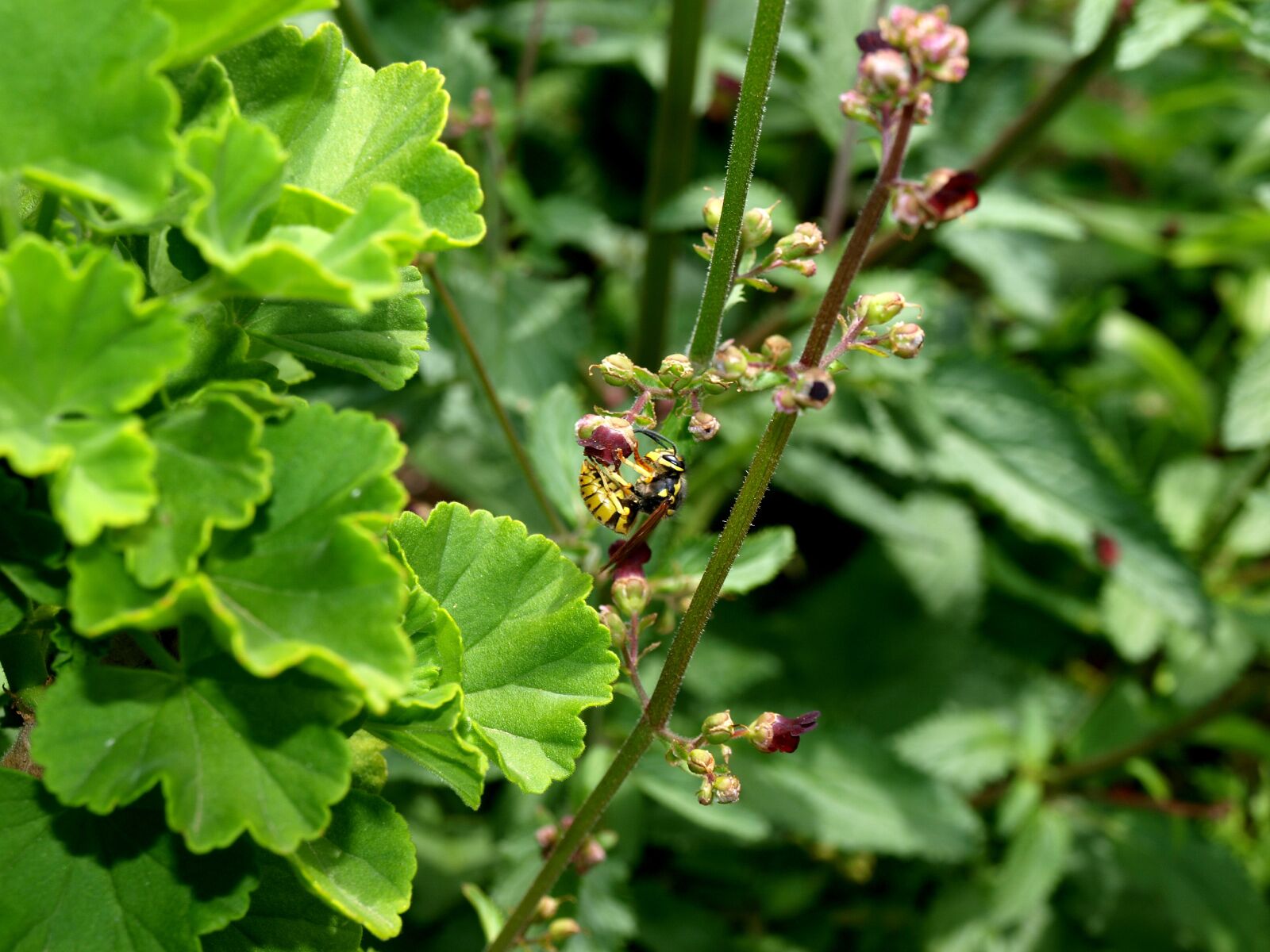 Olympus E-420 (EVOLT E-420) sample photo. Wasp, pollination, insect photography