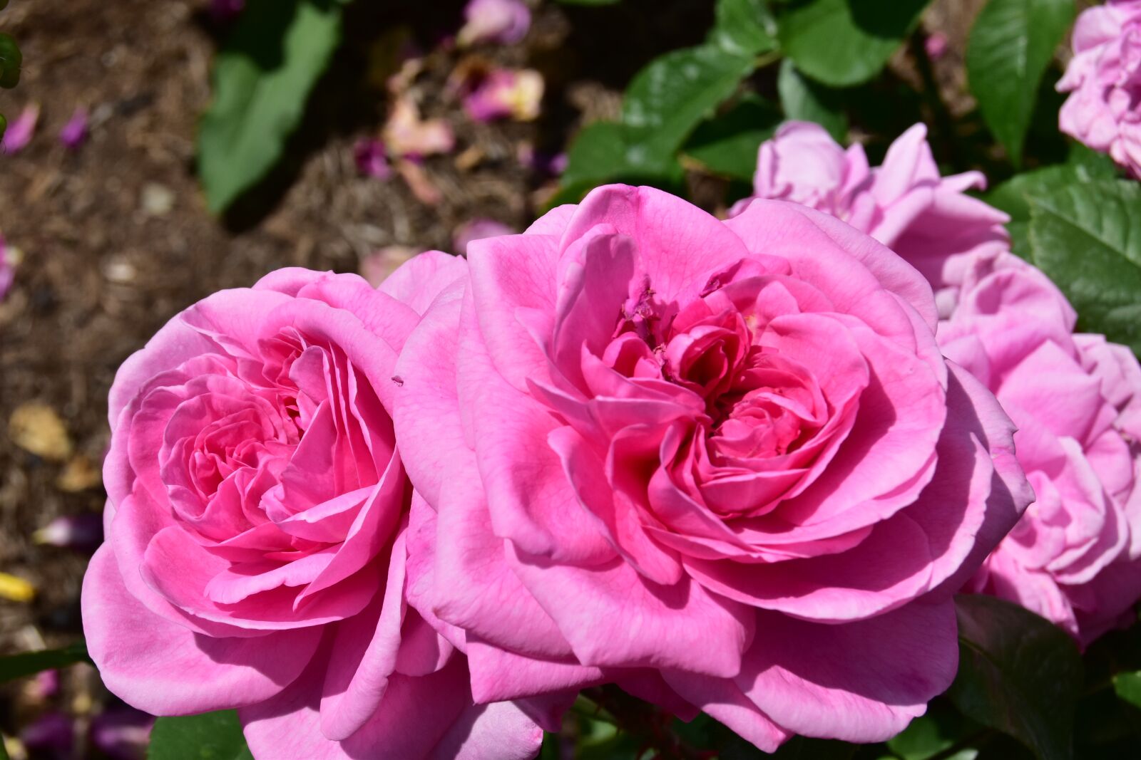 Nikon D5600 sample photo. Pink rose, nature, beauty photography
