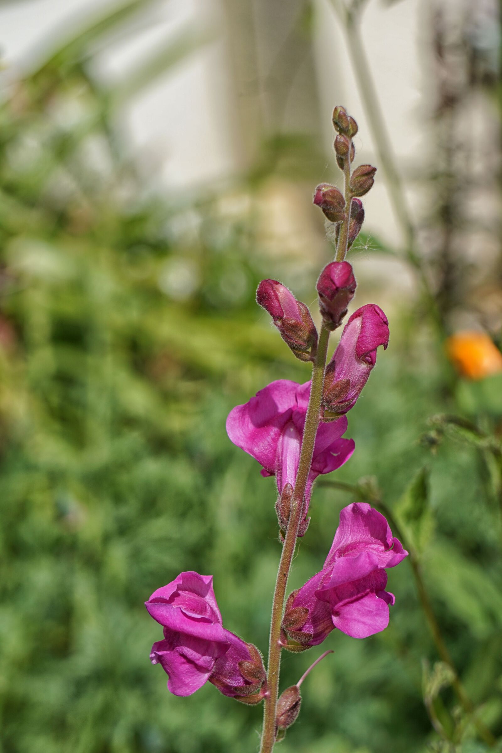 Sony E 55-210mm F4.5-6.3 OSS sample photo
