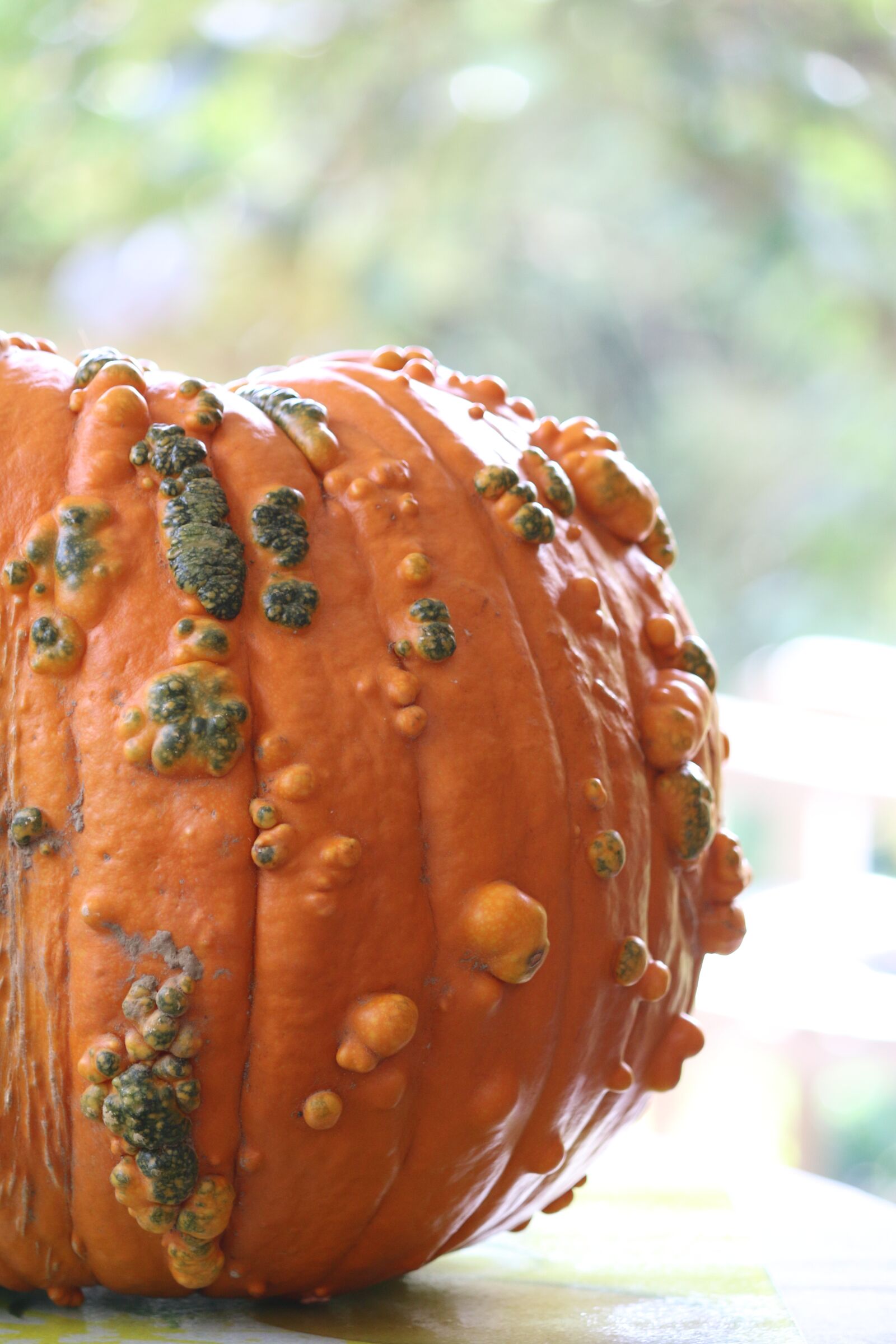 Canon EOS 70D sample photo. Squash, vegetable, one photography