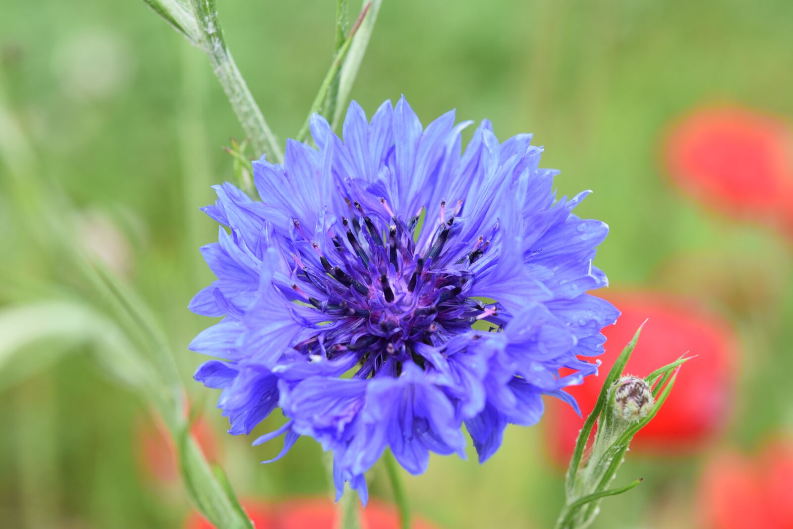 Nikon D5600 sample photo. Flower, flower cornflower, flower photography