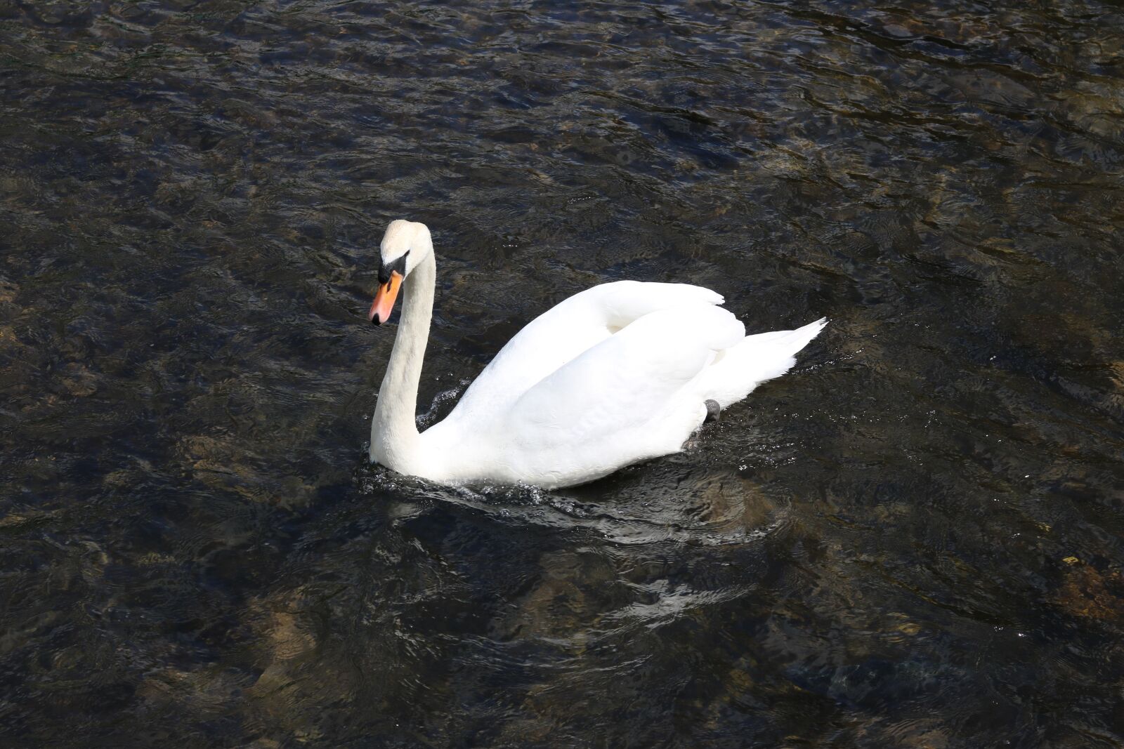 Canon EOS 750D (EOS Rebel T6i / EOS Kiss X8i) sample photo. Swan, water, bird photography
