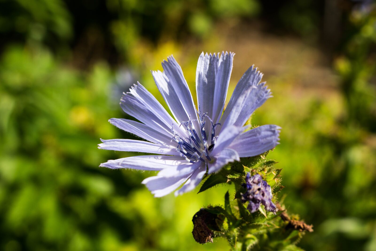 Canon EOS 100D (EOS Rebel SL1 / EOS Kiss X7) sample photo. Flower, sunny, nature photography