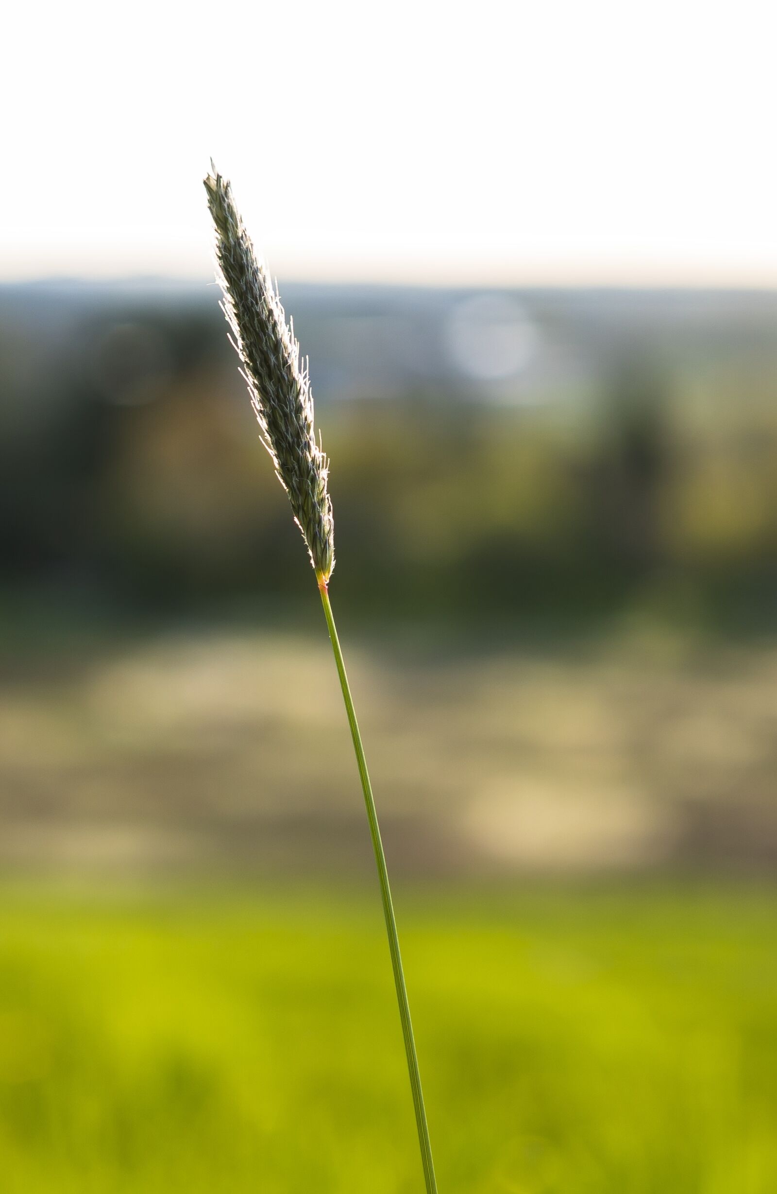 Sony a6300 + Sigma 30mm F2.8 EX DN sample photo. Blade of grass, grass photography