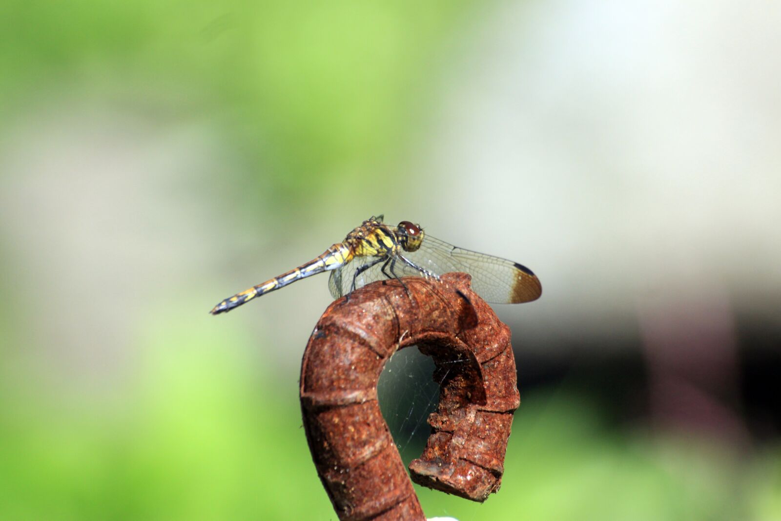 Canon EOS 50D sample photo. Dragonfly, nature, insects photography