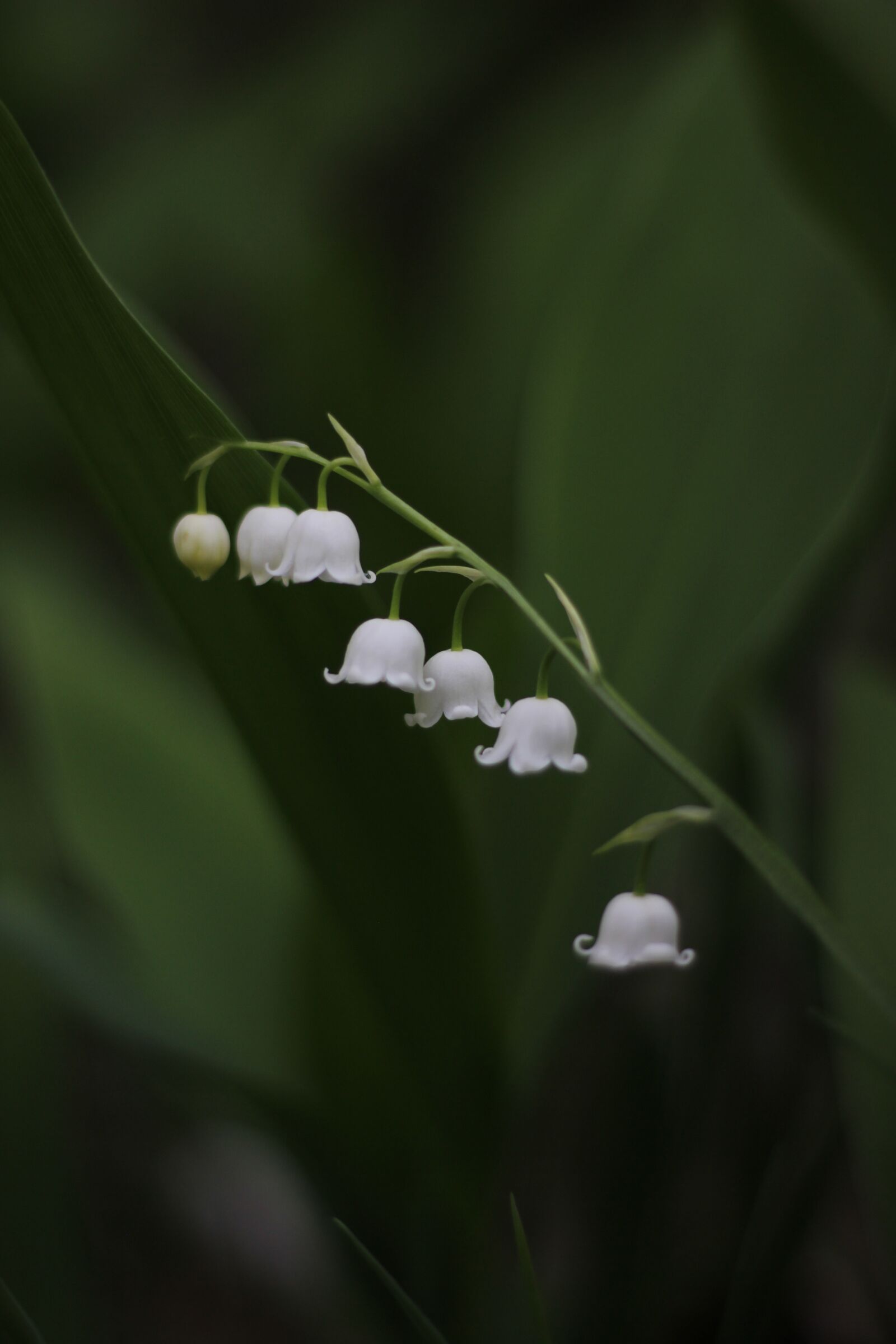 Canon EOS 600D (Rebel EOS T3i / EOS Kiss X5) + Canon EF 50mm F1.8 STM sample photo. Lily of the valley photography
