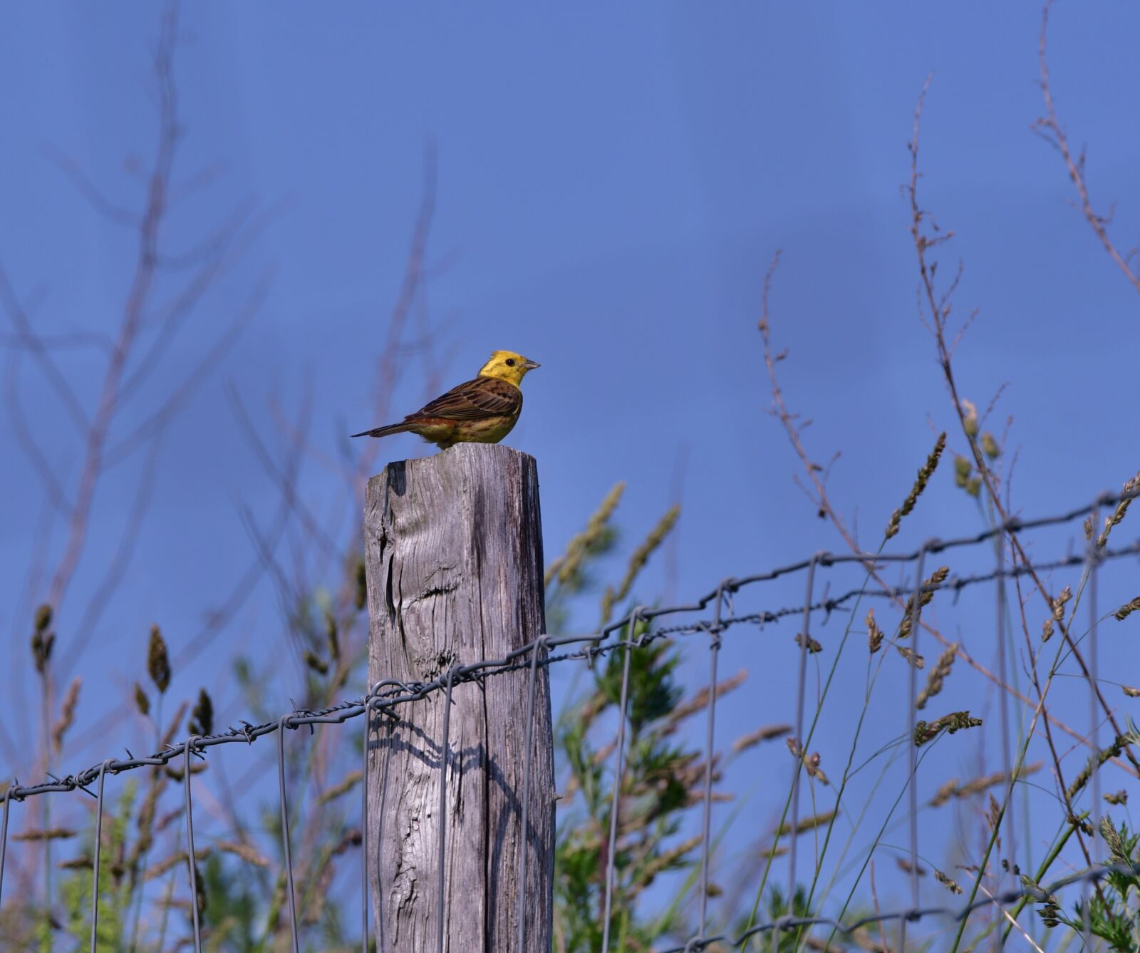 Nikon D500 sample photo. Yellowhammer, bird, nature photography