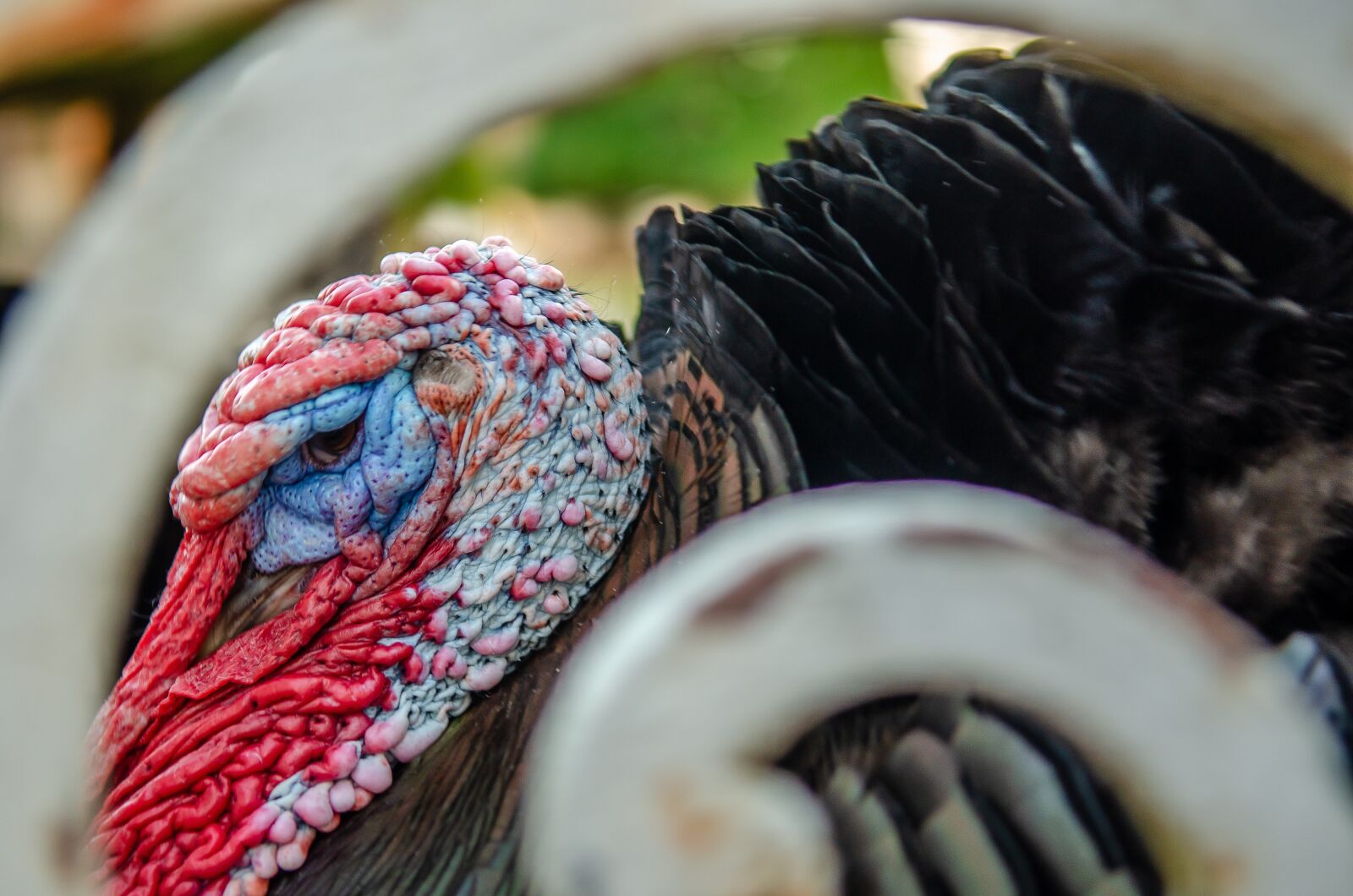 Nikon D7000 sample photo. Portrait, turkey, nature photography