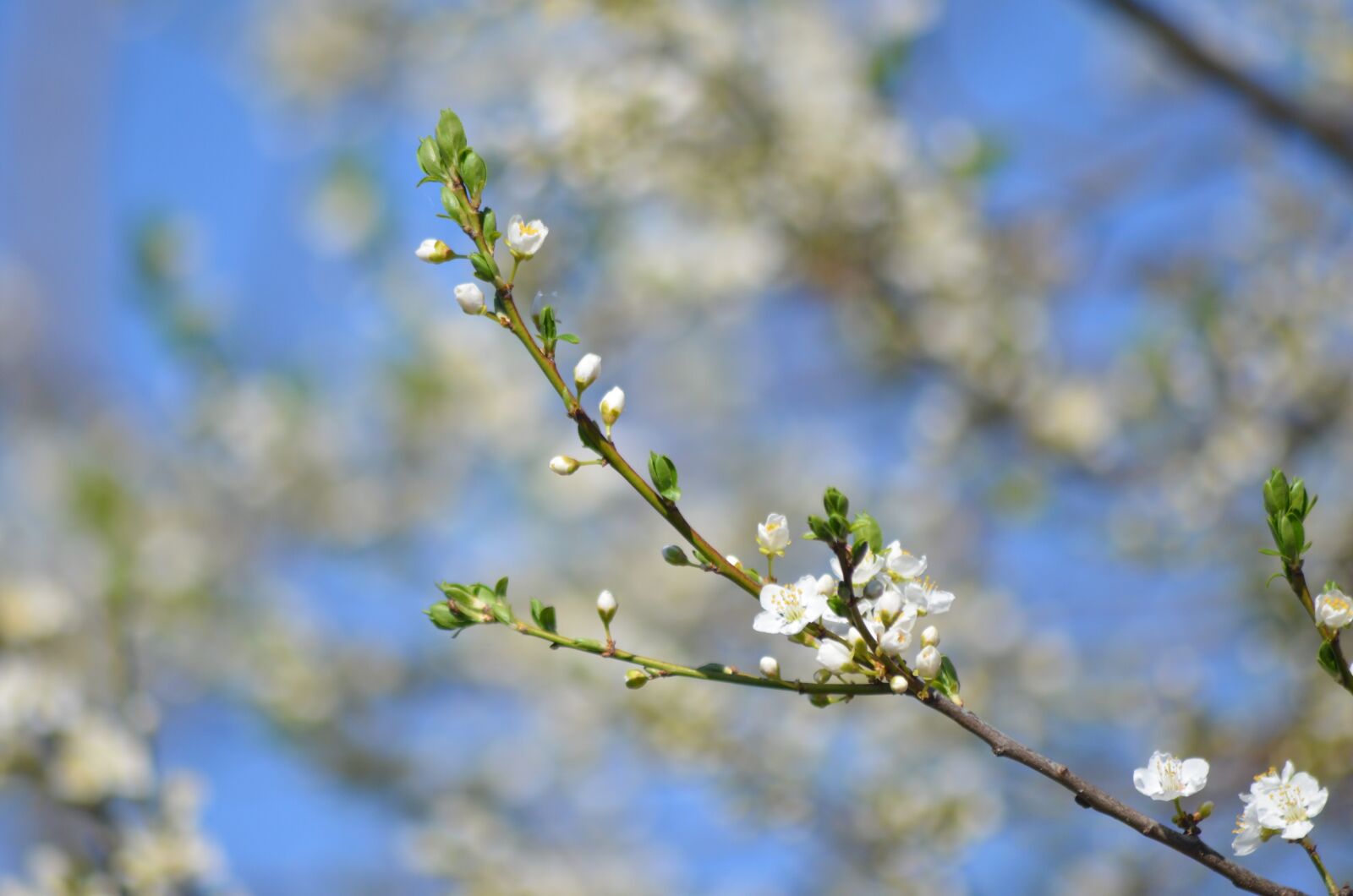 Nikon D5100 sample photo. Branch, tree, white photography