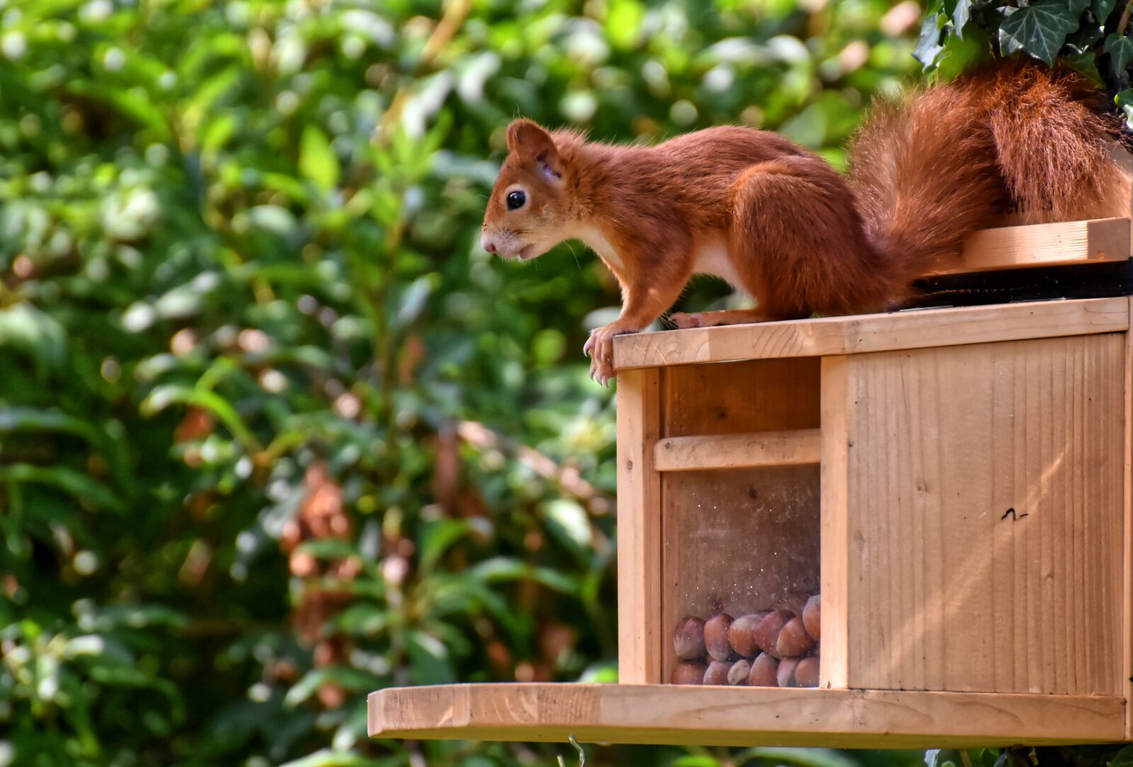 Nikon D7200 sample photo. Squirrel, feeding, nuts photography