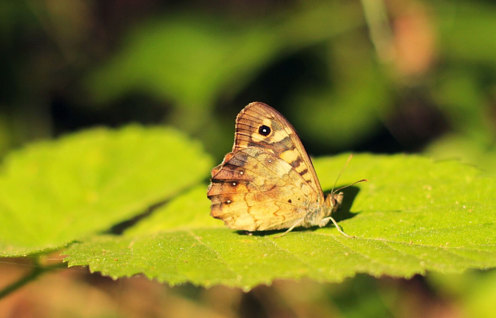 Canon EOS 650D (EOS Rebel T4i / EOS Kiss X6i) + Canon EF 50mm F1.8 II sample photo. Butterfly, green, nature photography