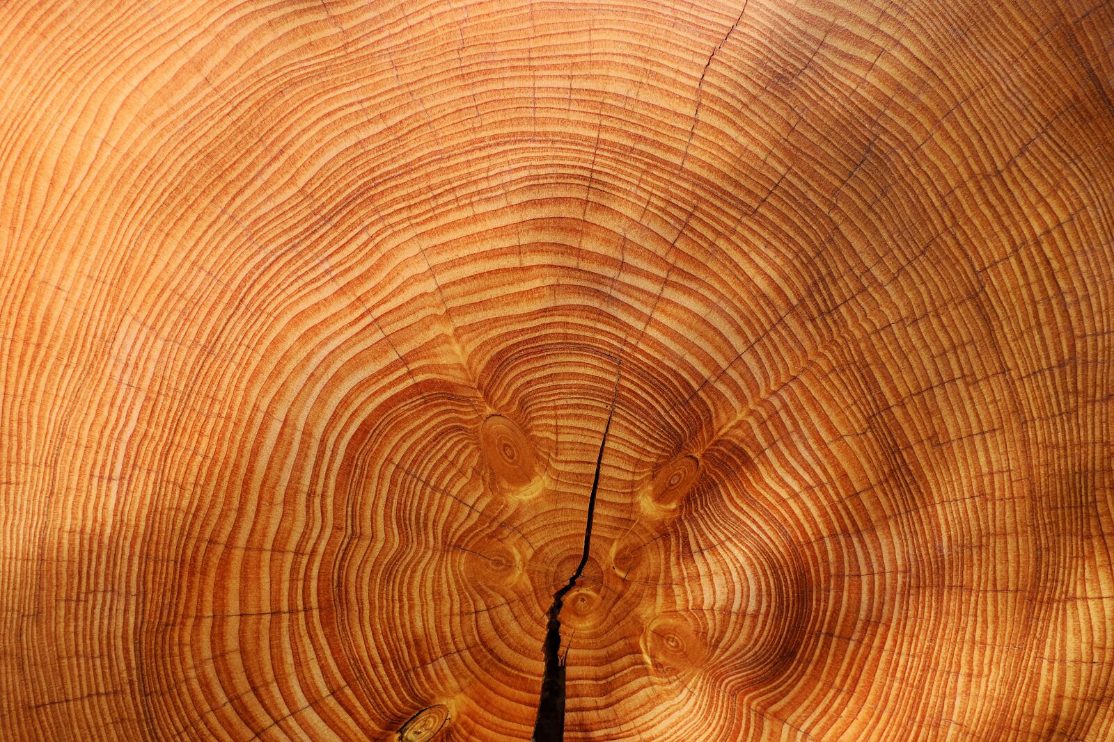 Fujifilm X-T10 + Fujifilm XF 35mm F1.4 R sample photo. Wood, tree, spruce photography