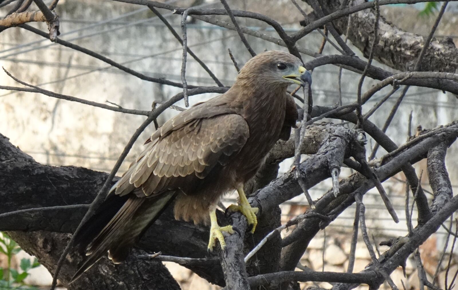 Sony DSC-WX800 sample photo. Bird, avian, kite photography