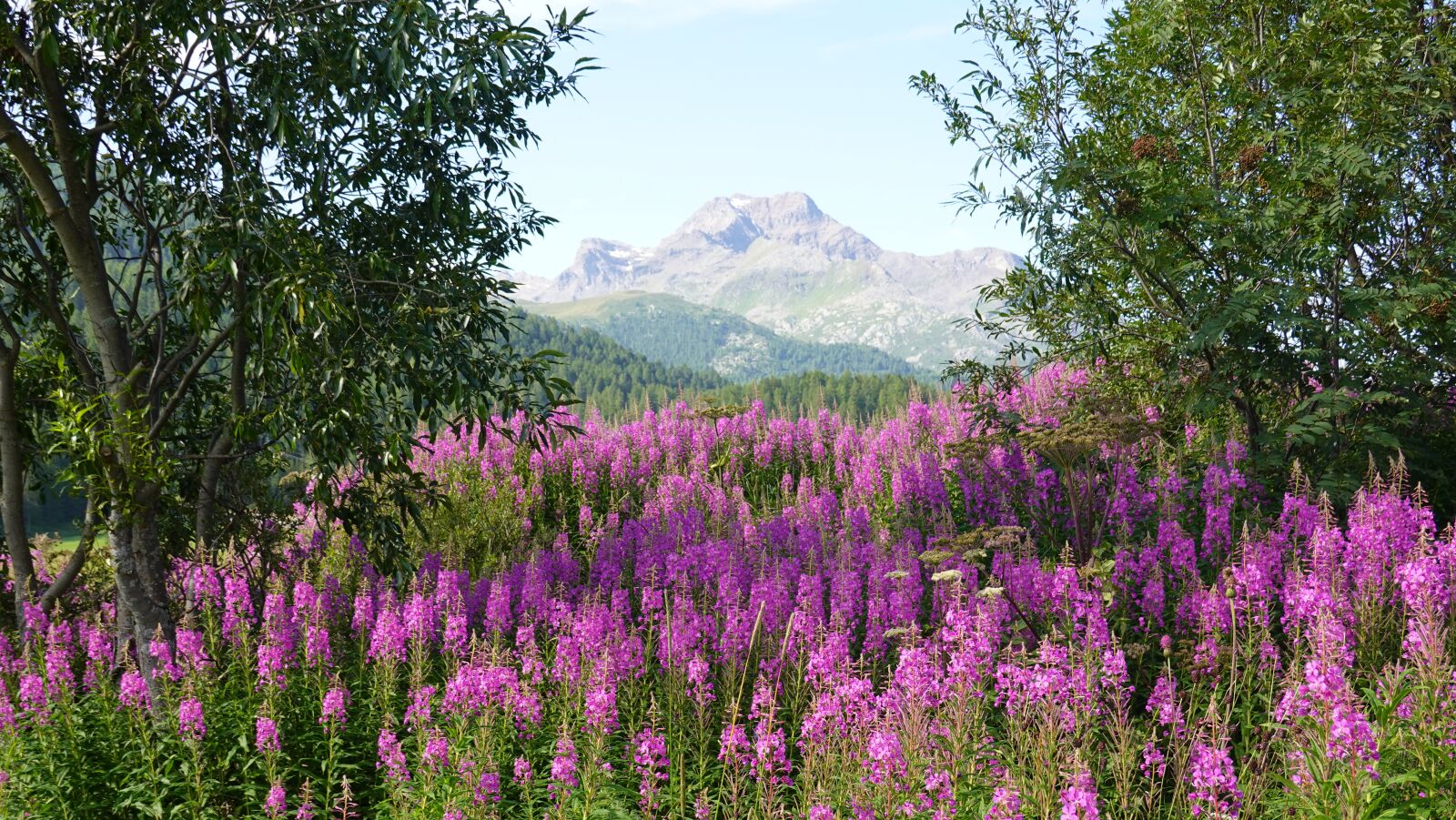 Sony DSC-RX100M7 sample photo. Mountain, nature, flowers photography