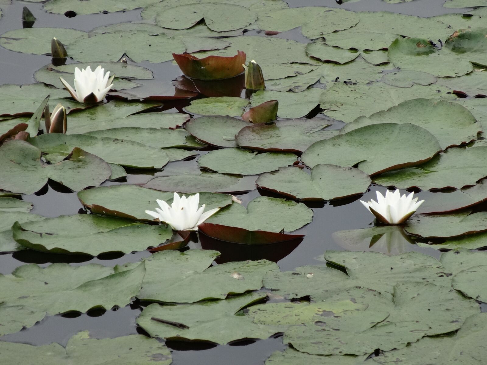 Sony Cyber-shot DSC-HX20V sample photo. Water lily, lily, water photography