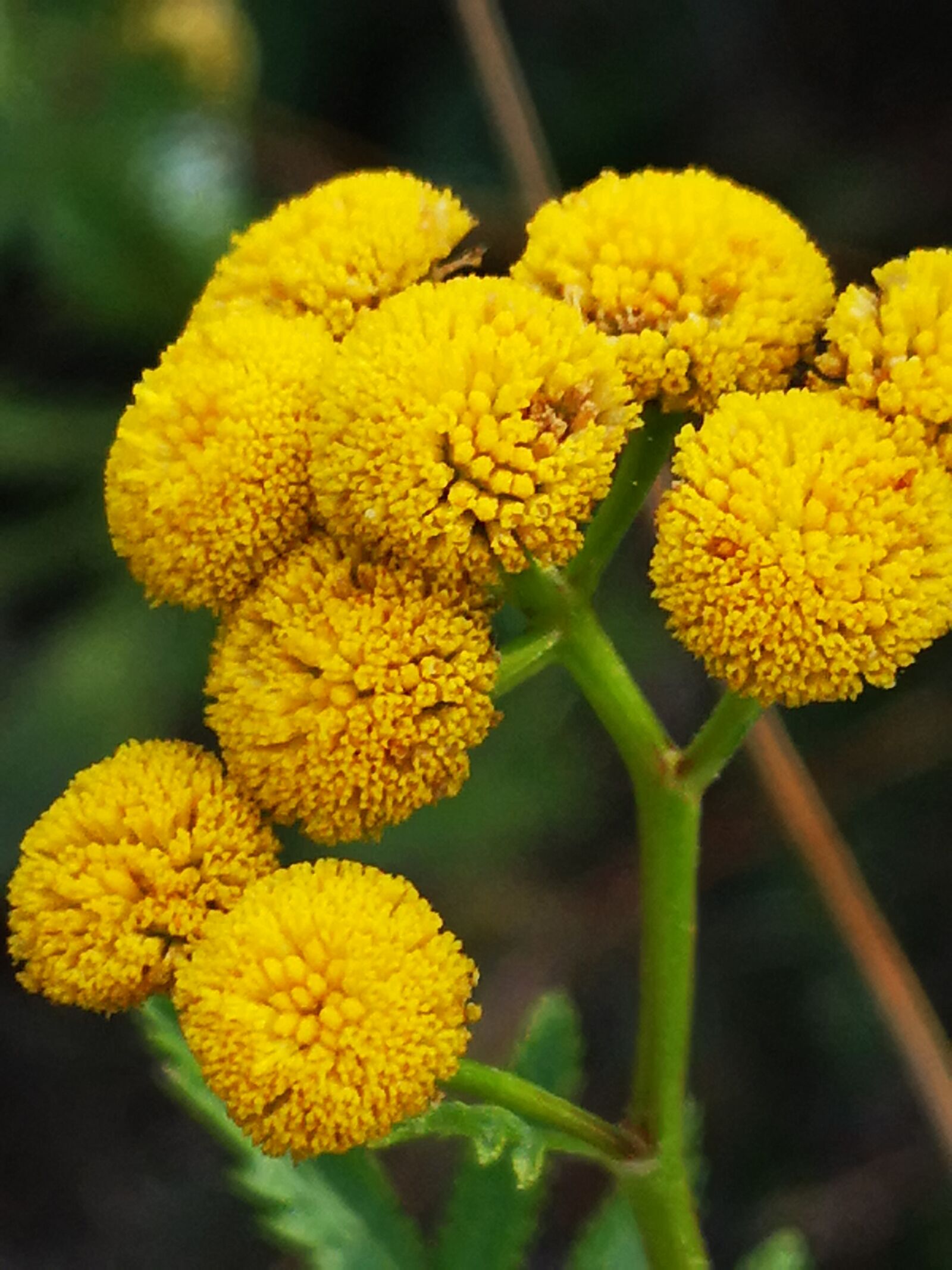 HUAWEI P20 sample photo. Yellow flower, plant, summer photography