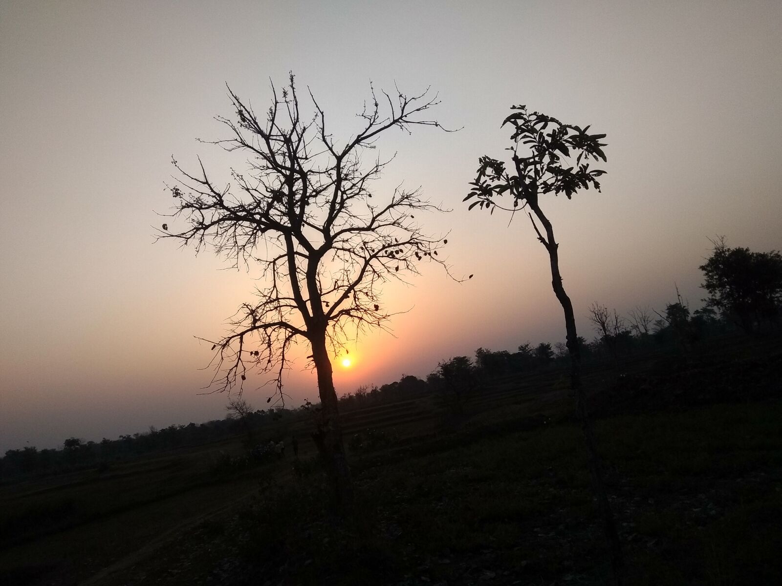 Xiaomi Redmi Note 5A sample photo. Sunrise, tree, sunshine photography