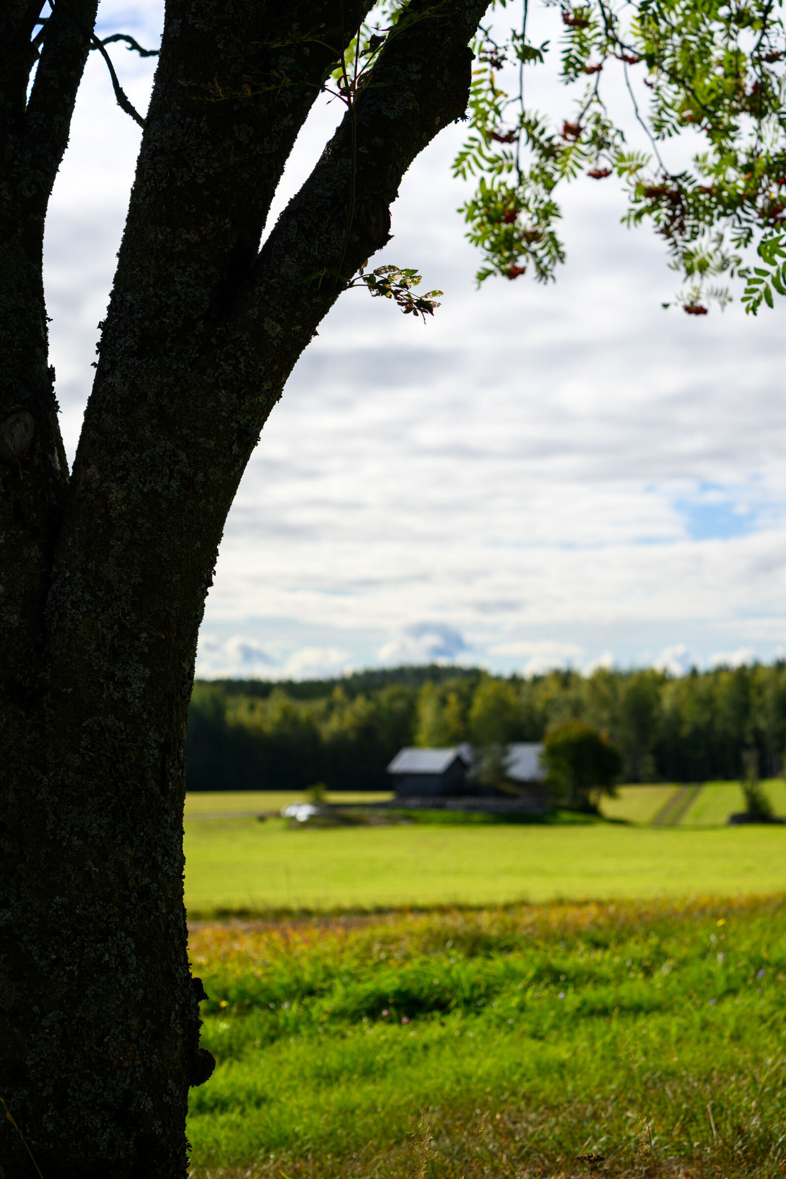 Nikon Z8 sample photo. Countryside view photography