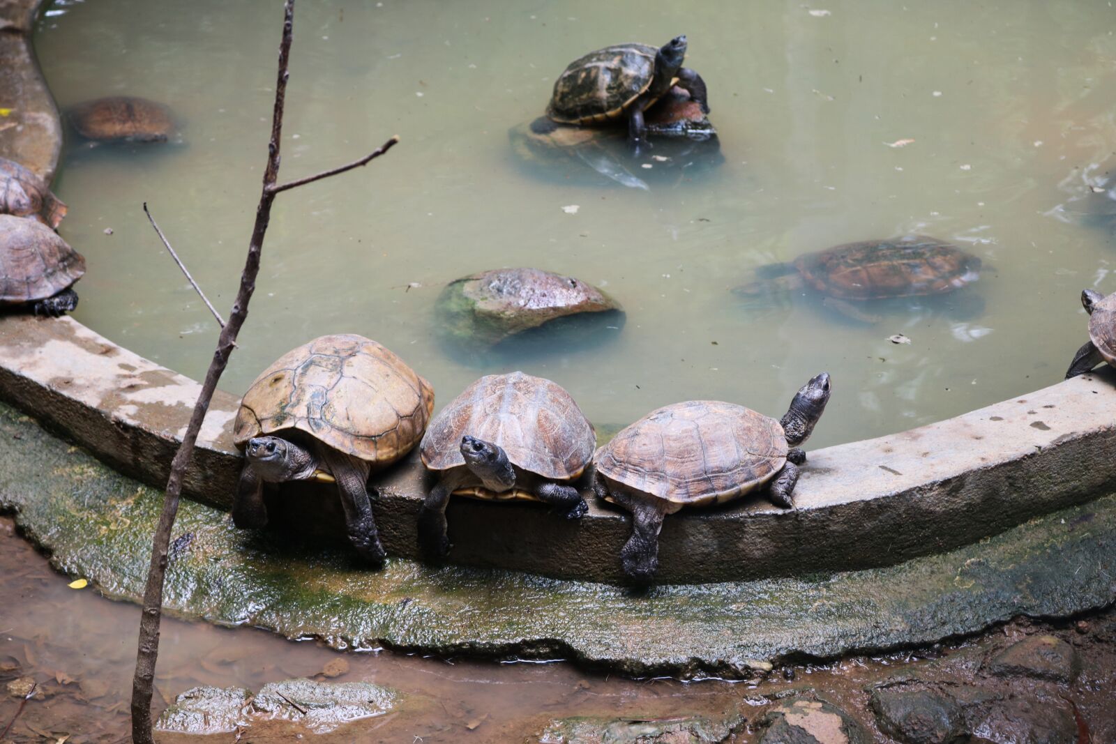 Canon EOS 750D (EOS Rebel T6i / EOS Kiss X8i) sample photo. Tortoise, water, nature photography