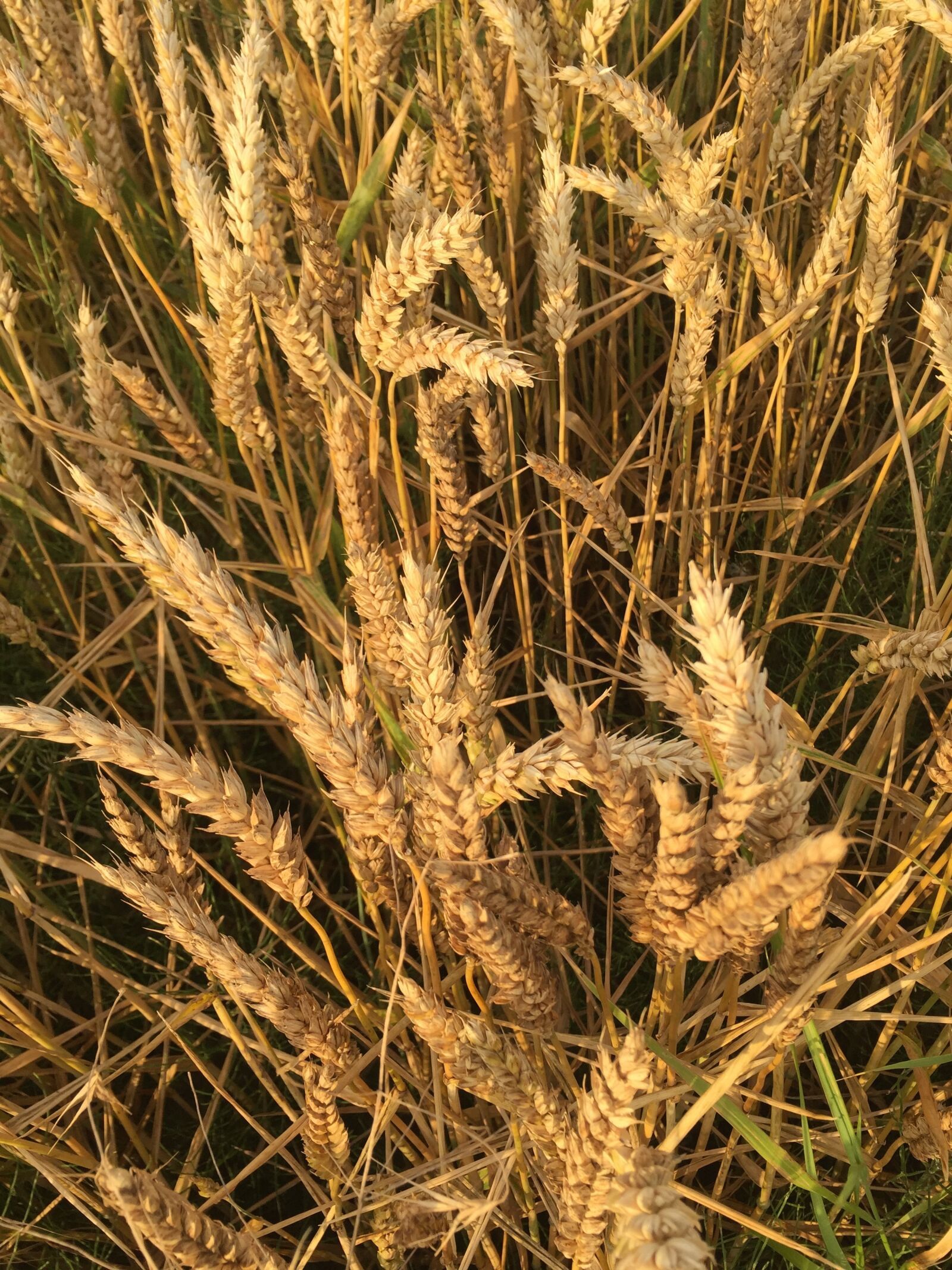 Apple iPhone 6 sample photo. Wheat, fields, agriculture photography