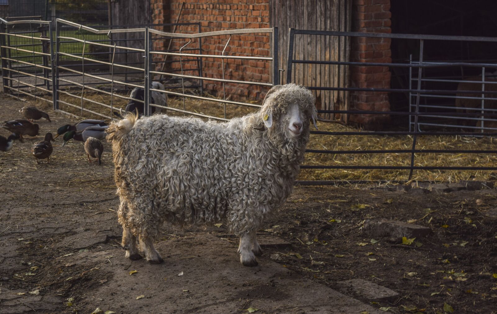 Nikon D3300 sample photo. Animal, domestic sheep, animals photography