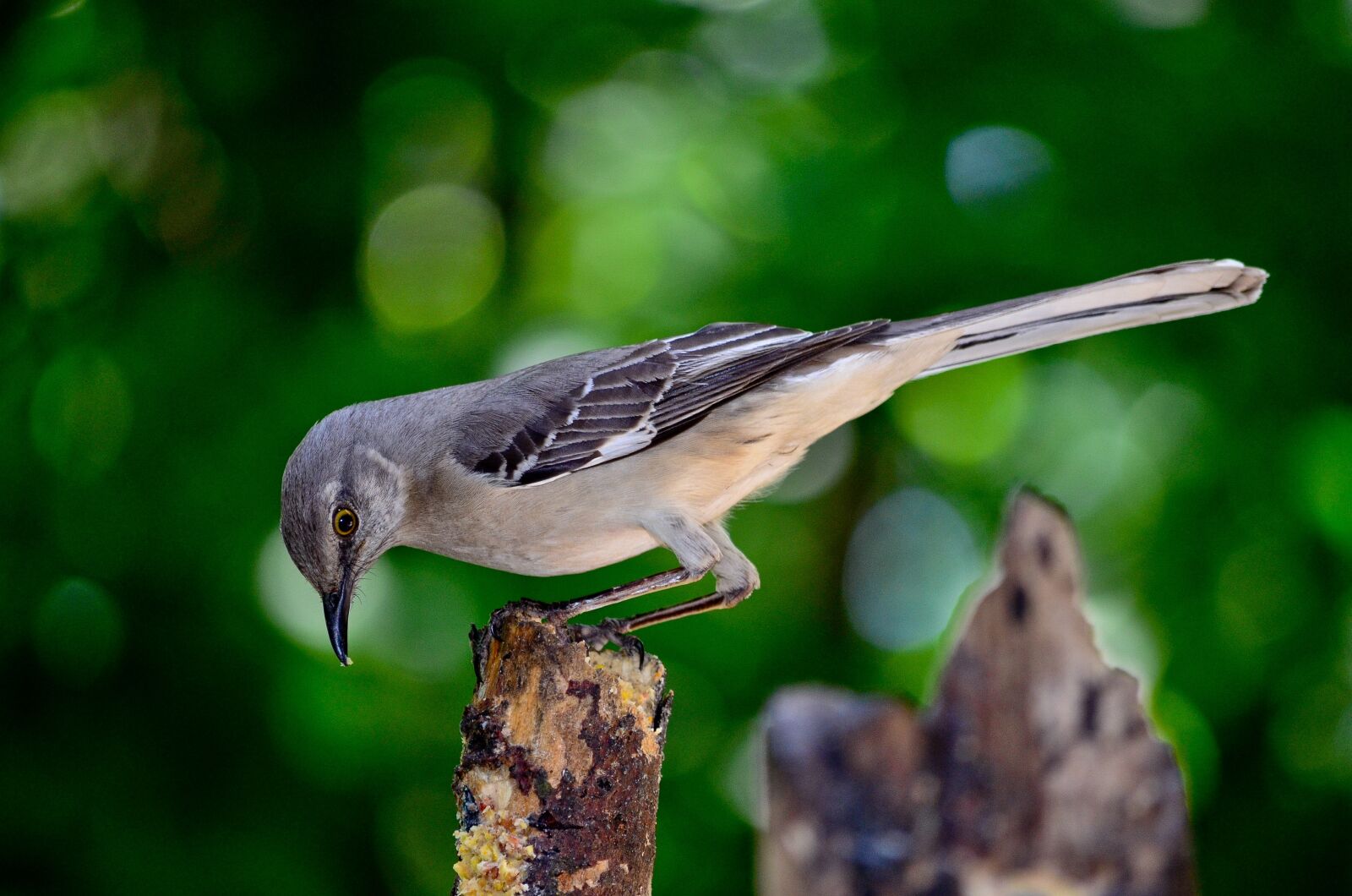 Nikon D5100 sample photo. Bird, nature, outdoors photography