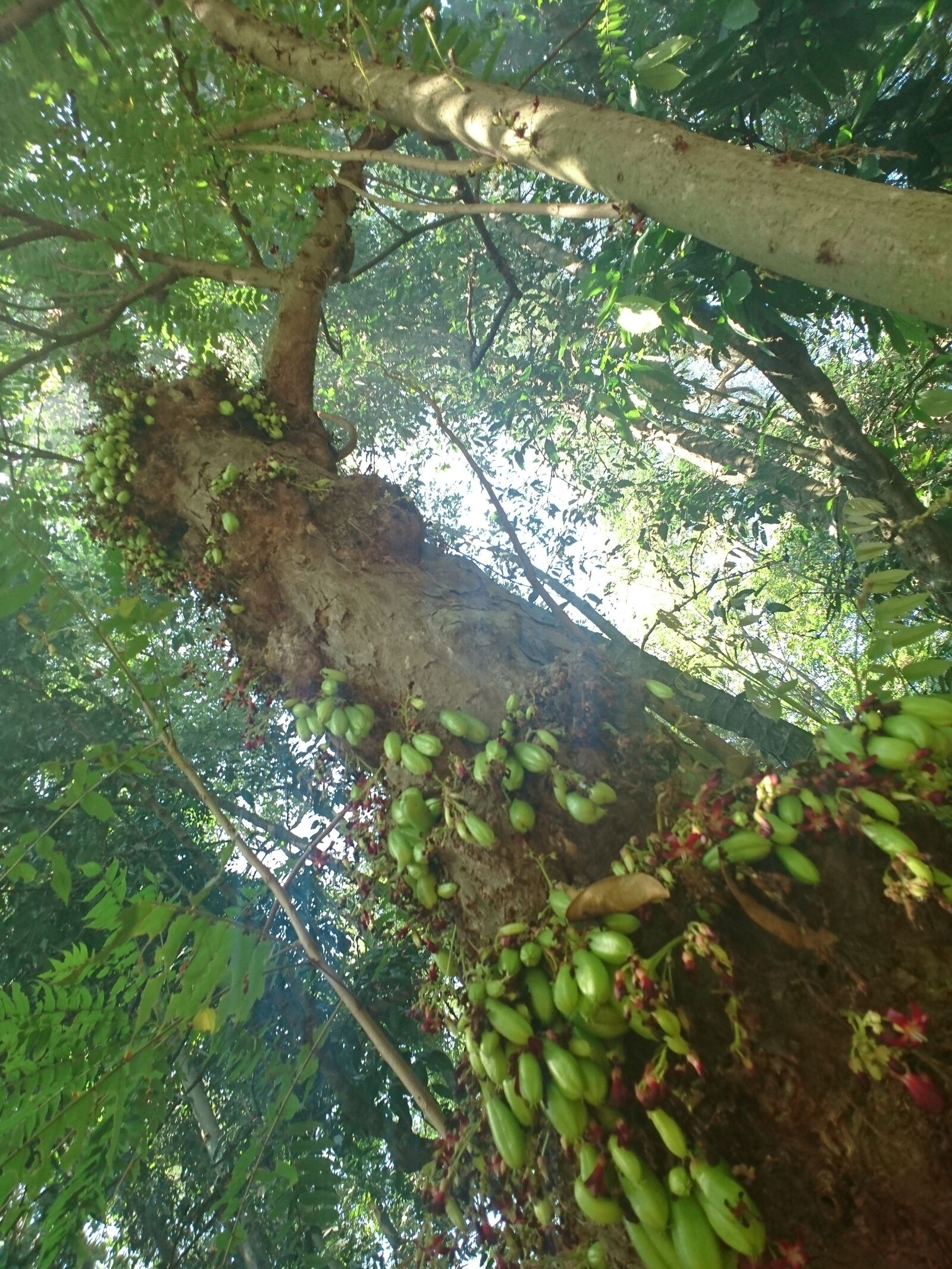 Sony Xperia XZ sample photo. Averrhoa bilimbi, plant, species photography