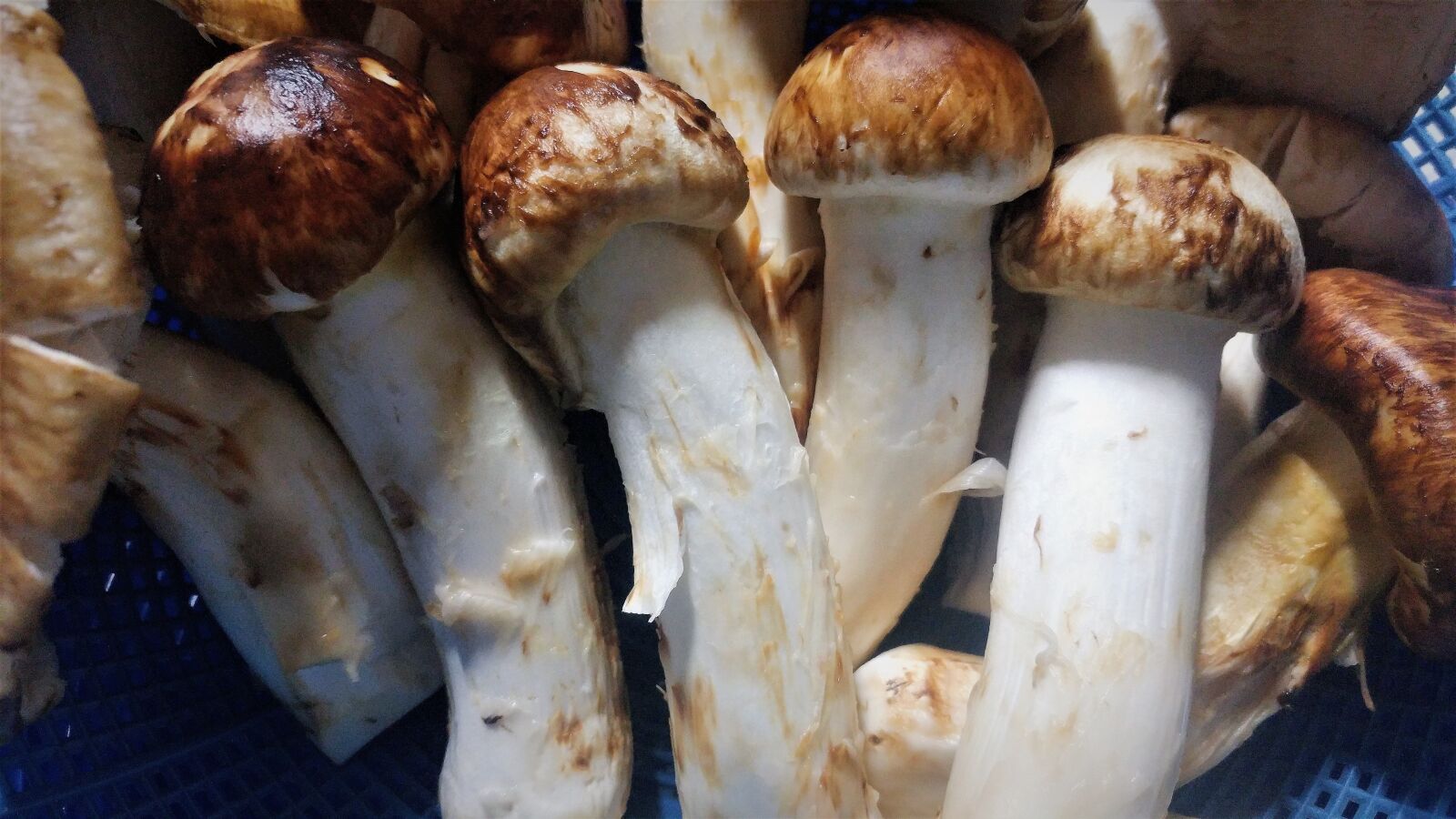 LG G5 sample photo. Matsutake mushrooms, natural mushrooms photography