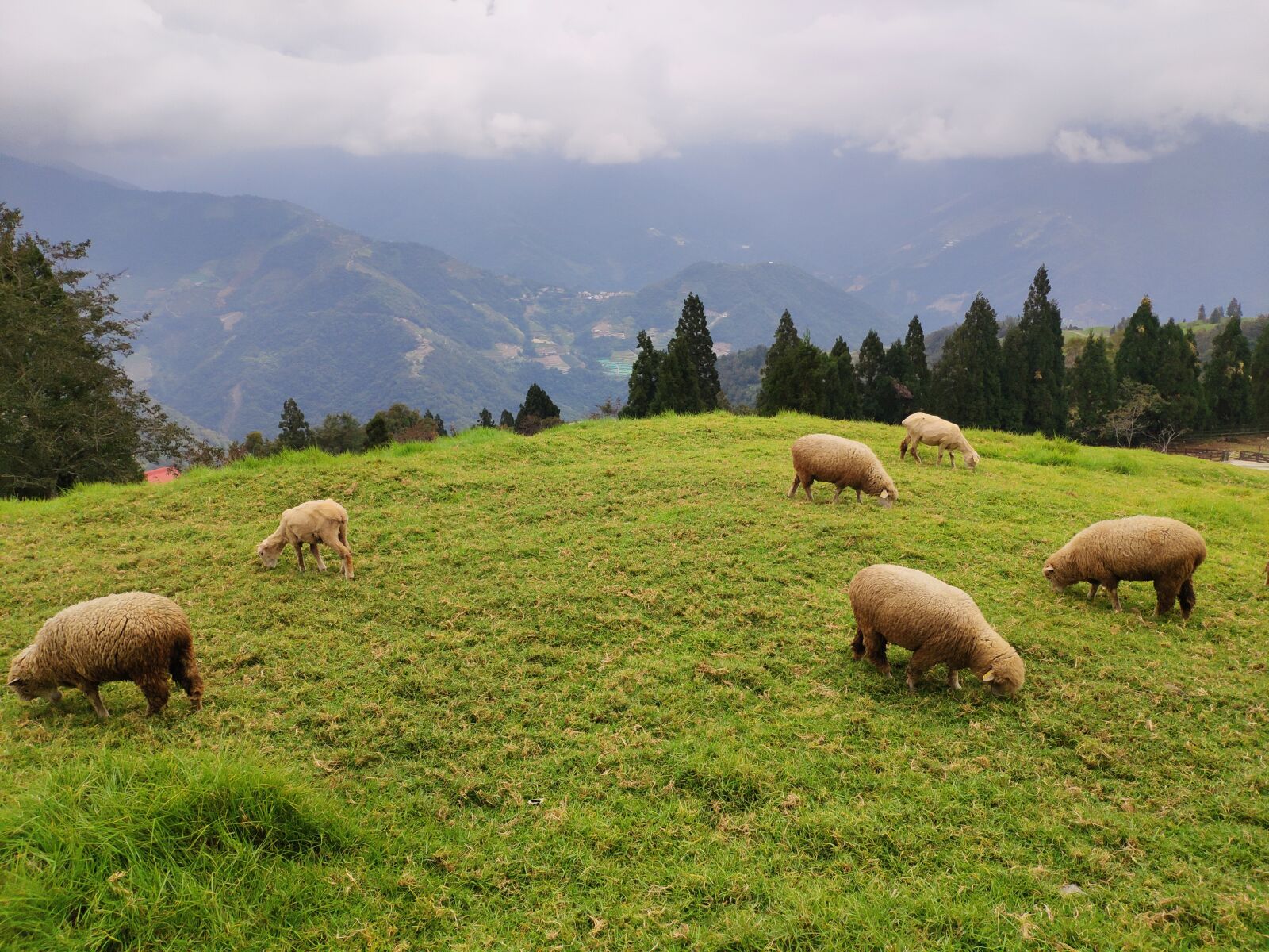 Xiaomi MI 8 sample photo. The scenery, animal, ranch photography