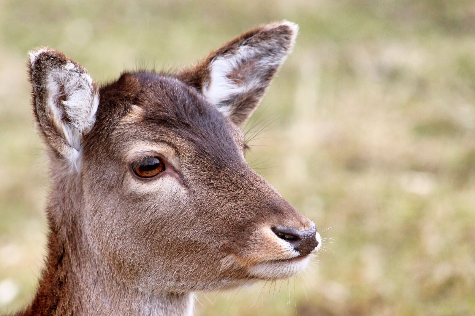 Canon EF-S 55-250mm F4-5.6 IS II sample photo. Roe deer, fallow deer photography