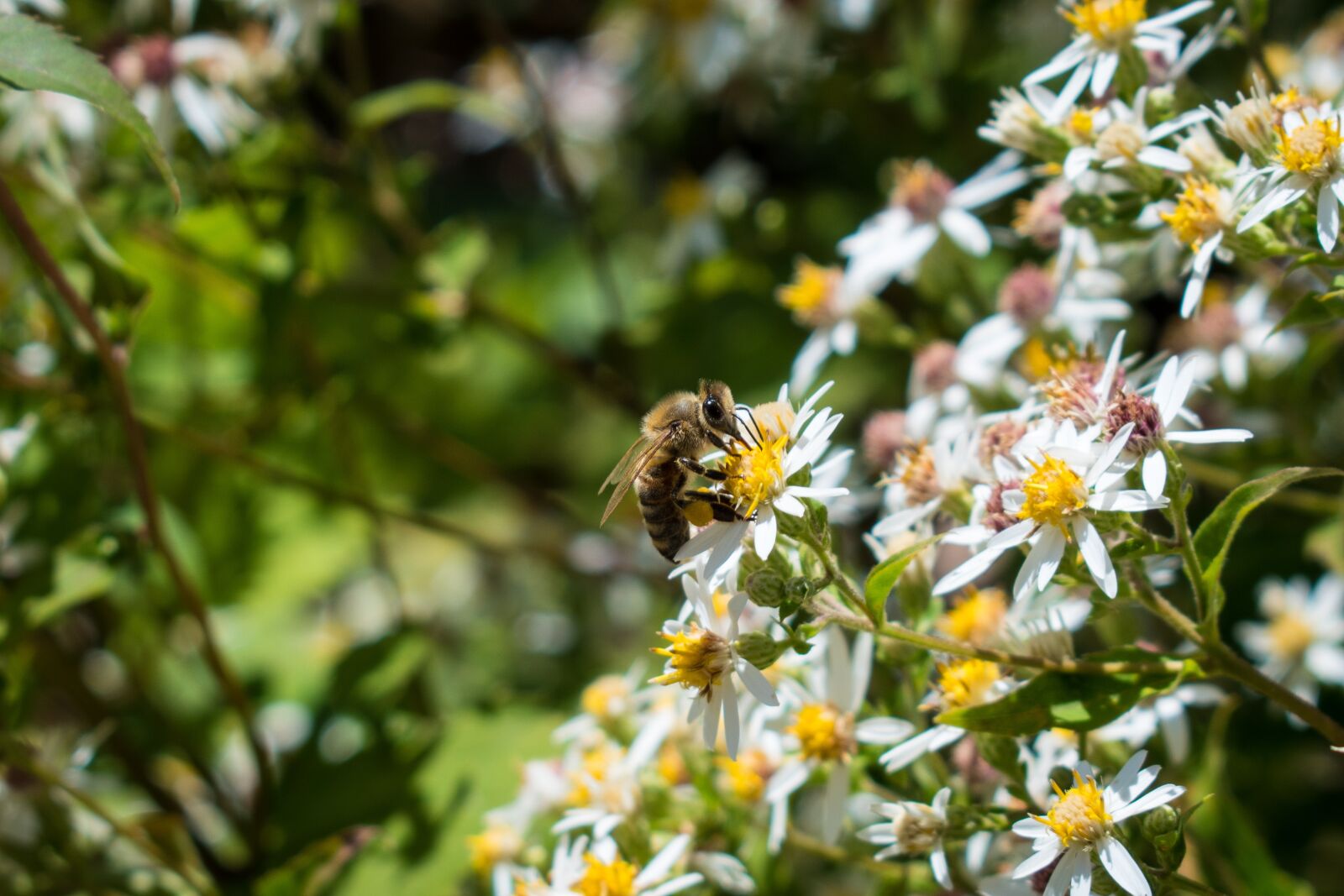 Nikon D5600 sample photo. Bee, flowers, yellow photography