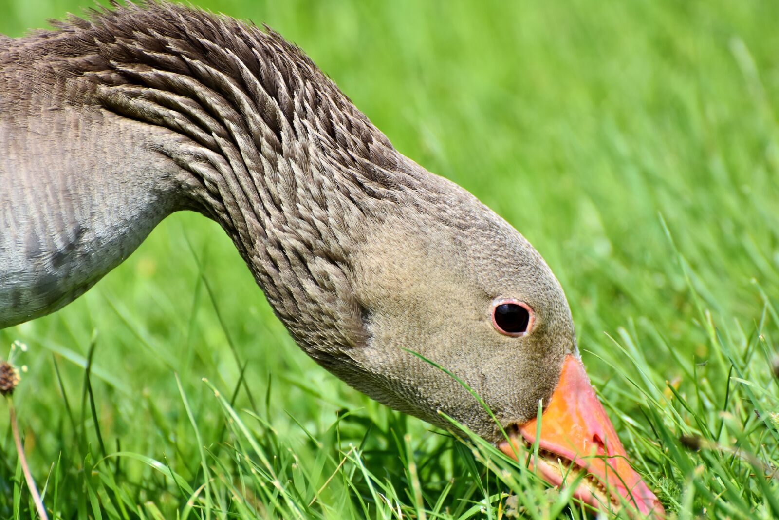 Nikon D7200 sample photo. Greylag goose, wild goose photography